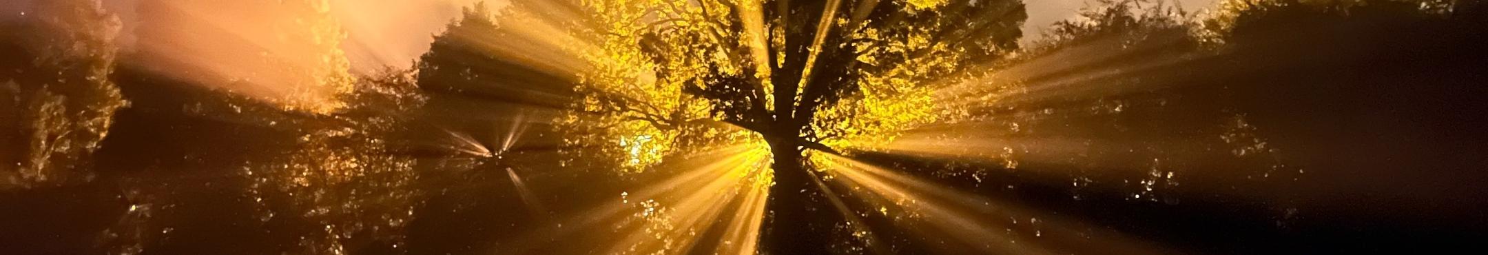 Hinter einem Baum geht die Sonne auf und streut breit ihre Strahlen durch die Blätter