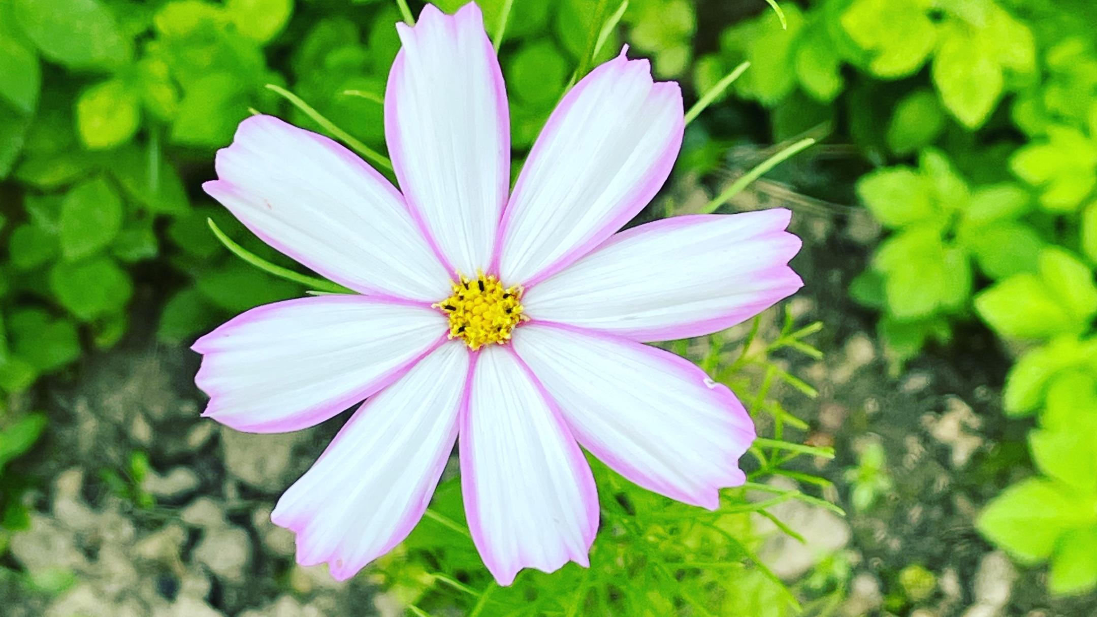 Blume