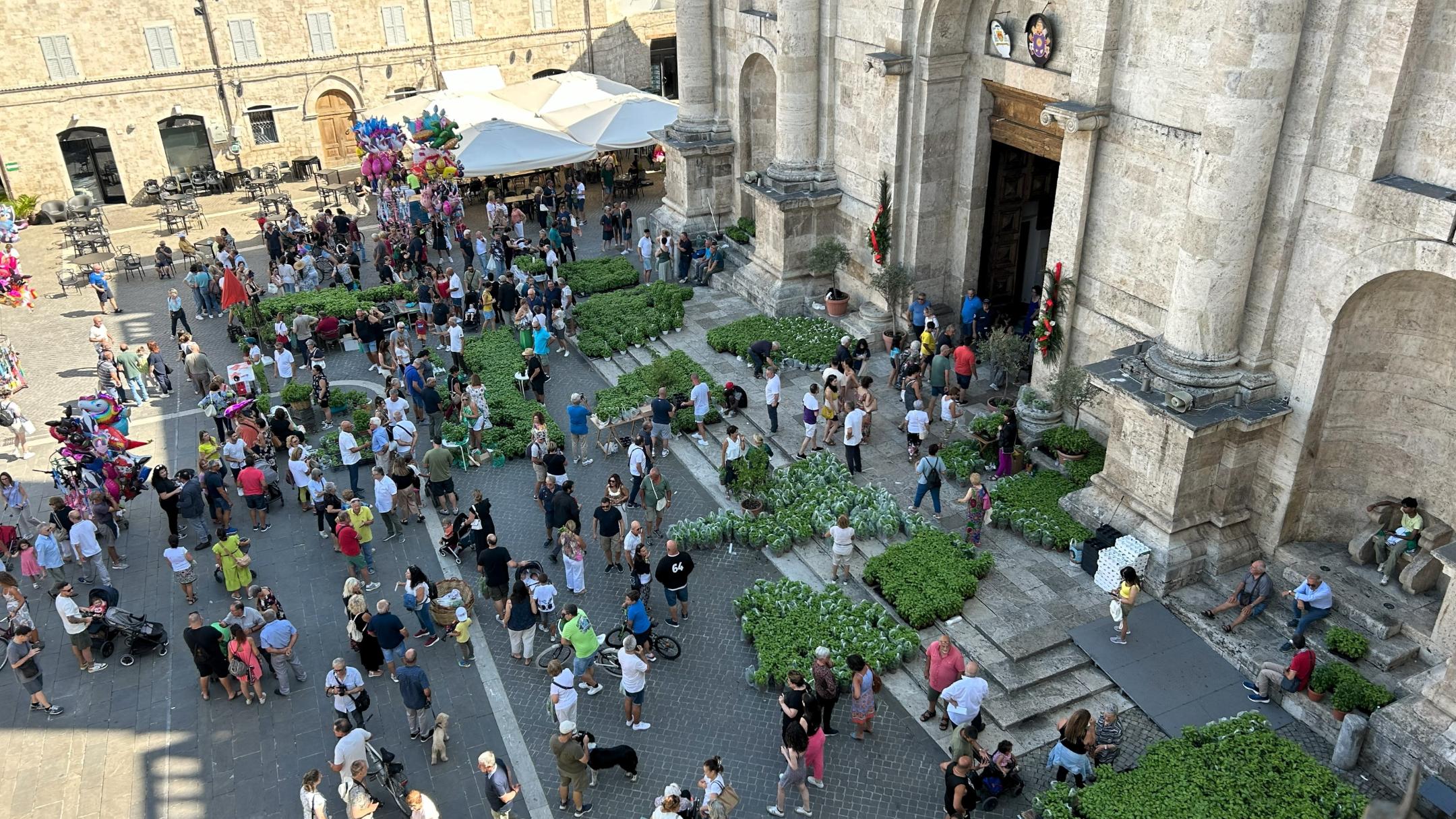 Während des Emidius Festes wird vor der Kathedrale Basilikum gesegnet und angeboten.
