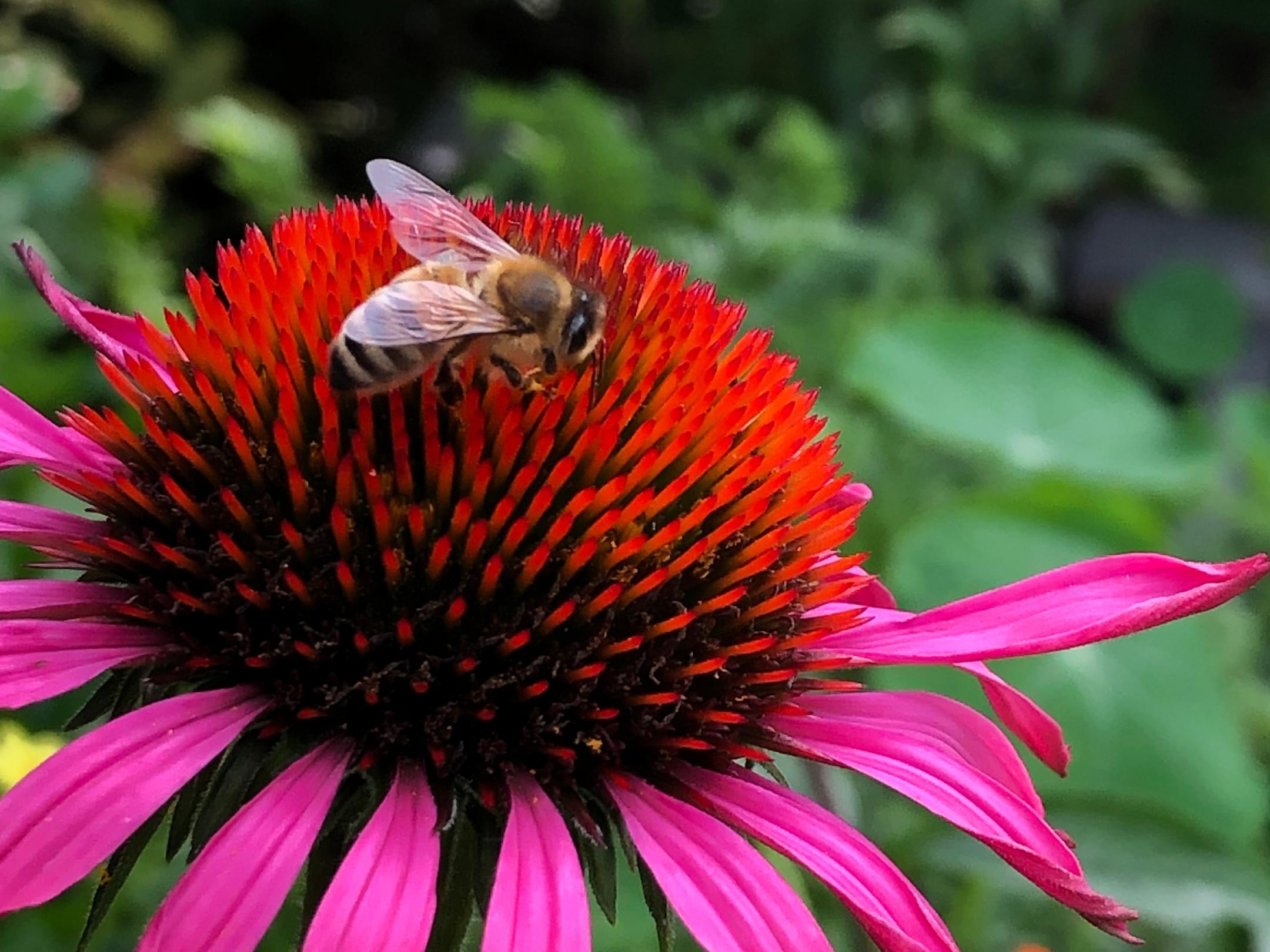 Eine Honigbiene mit durchscheinenden Flügeln sammelt Nektar auf der leuchtend roten Blüte eines Purpur-Sonnenhuts (Echinacea purpurea). Die Blütenblätter sind kräftig pink und leicht nach unten gebogen, während der Hintergrund aus unscharfem grünem Laub besteht. Die Nahaufnahme zeigt die feinen Details der Biene und der Blüte. (Alt-Text erstellt mit Unterstützung von ChatGPT)