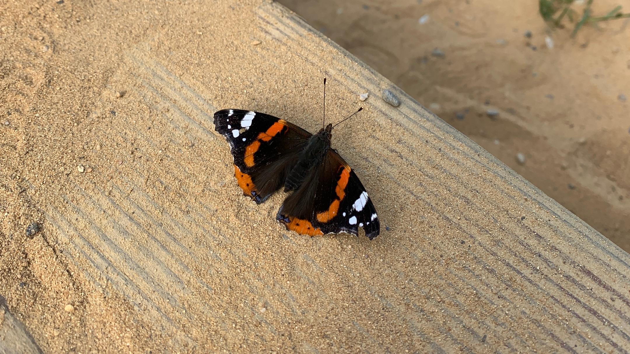 Schmetterling