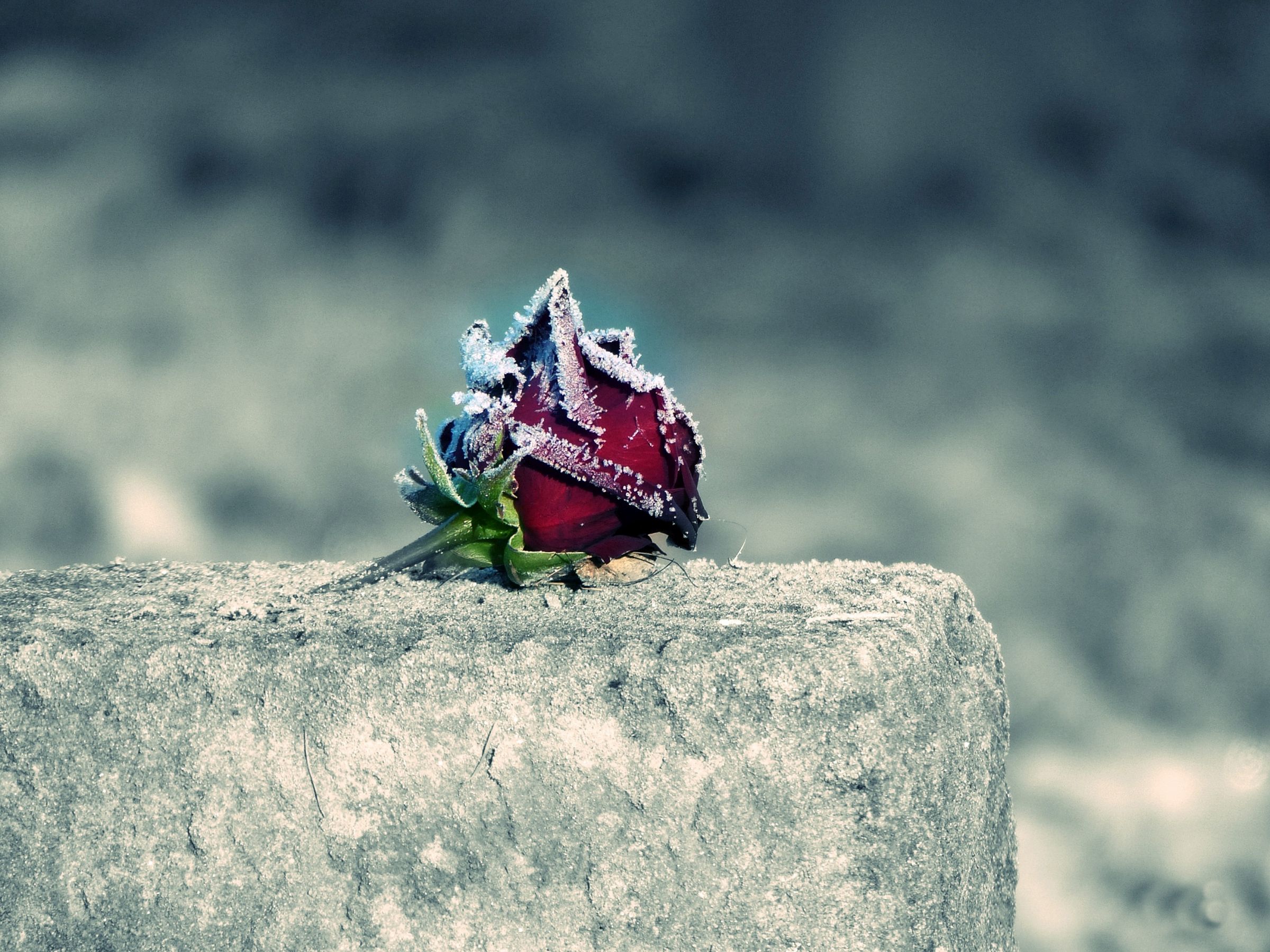 Eine Rose auf einem Stein.