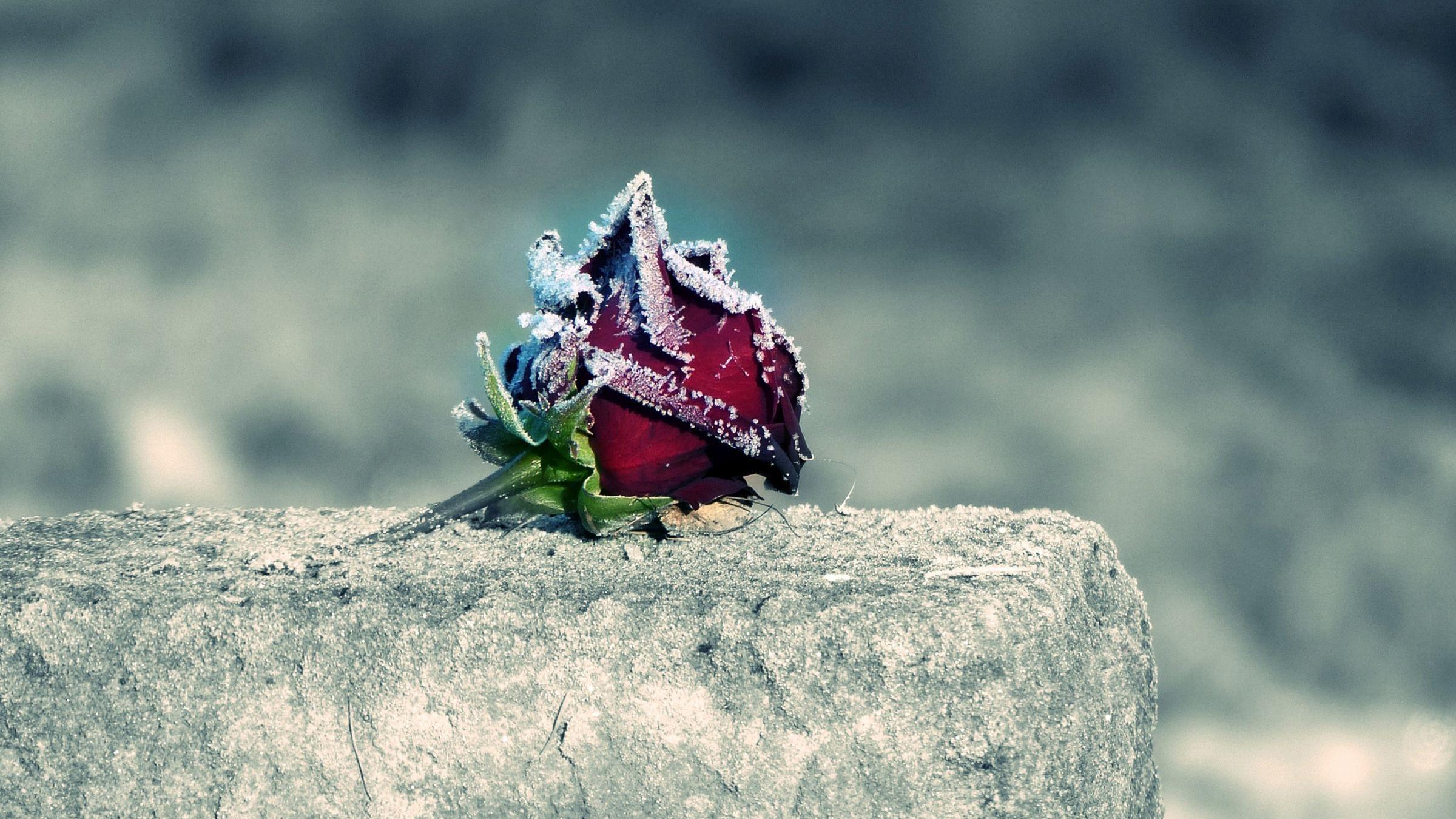 Eine Rose auf einem Stein.