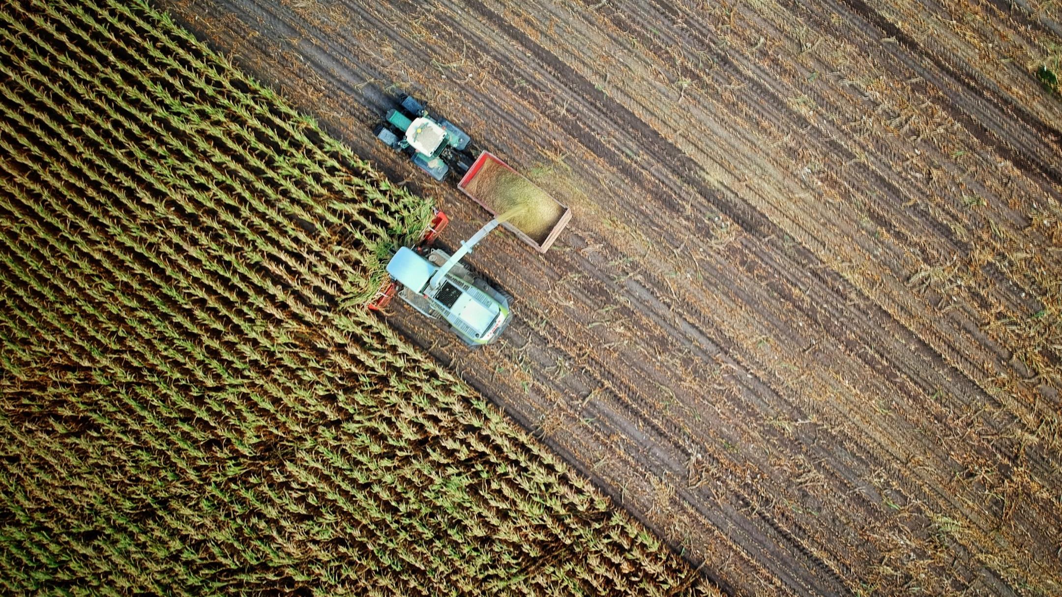 Feld
