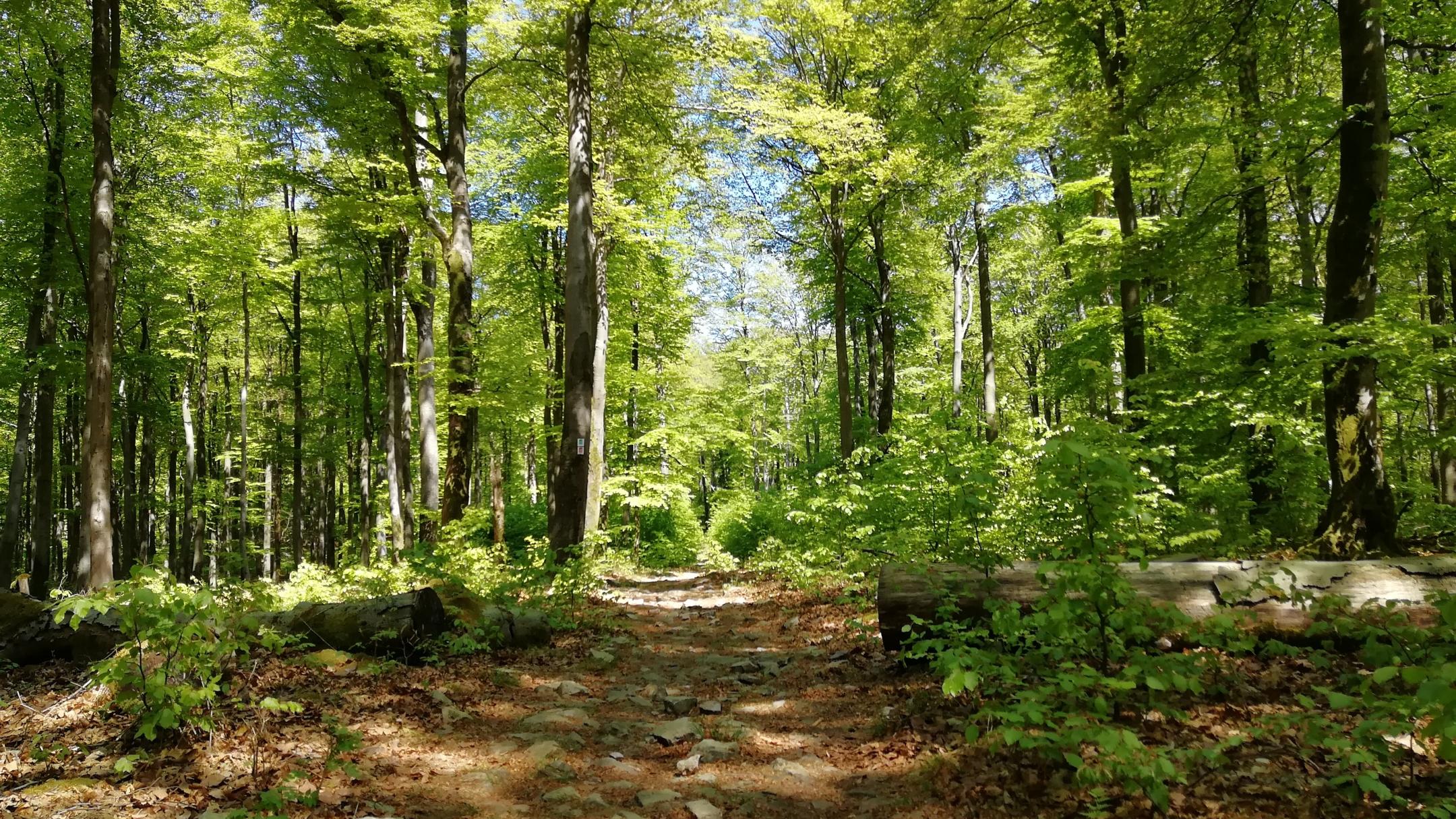 Nationalpark Hunsrück-Hochwald