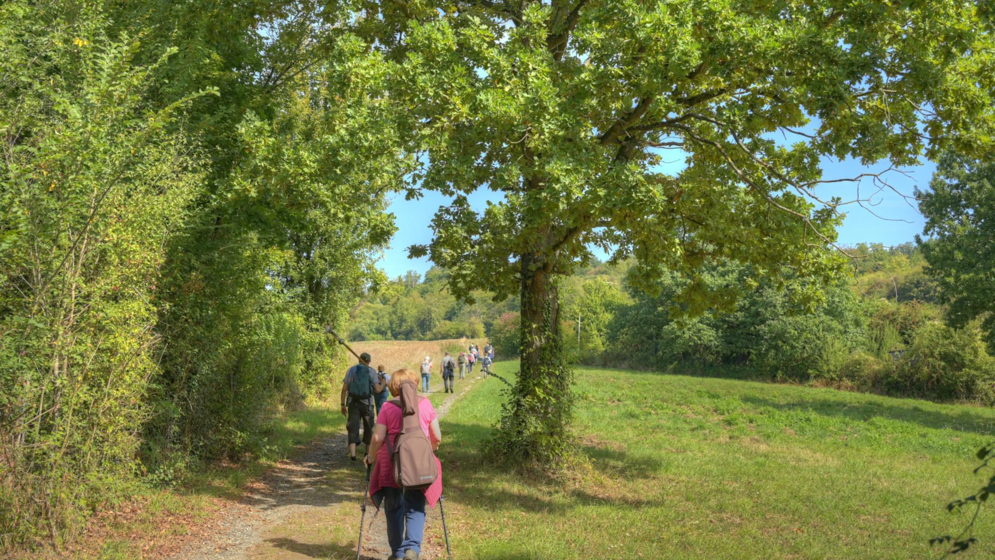 Die Pilger*innen sind auf einem Feldweg von hinten zu sehen. Der Weg wird gesäumt von Wiesen, Büschen und einem großen Baum.