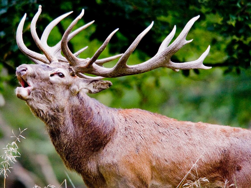Röhrender Hisch steht im Wald