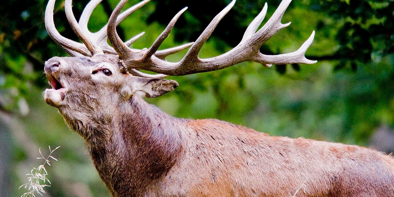 Symbolbild Röhrender Hisch steht im Wald