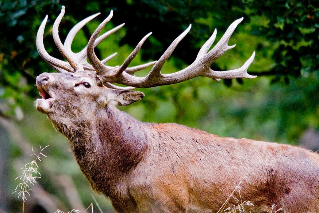 Röhrender Hisch steht im Wald