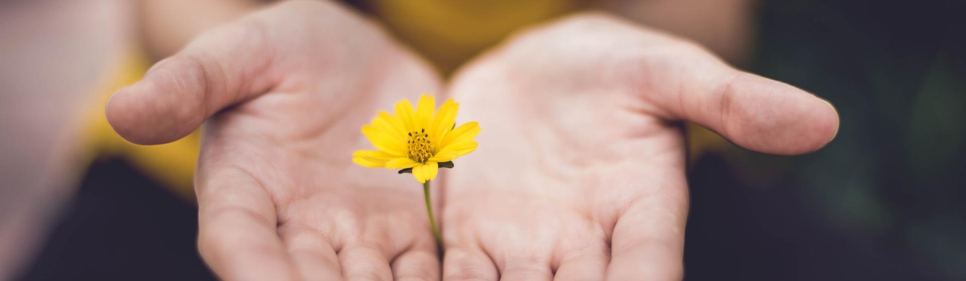 Man sieht ein geöffnetes Händepaar, welches eine kleine gelbe Blume zart umfängt.