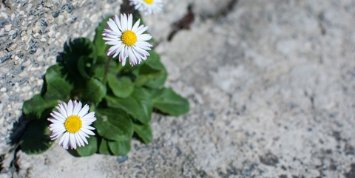 Gänseblümchen im Asphalt