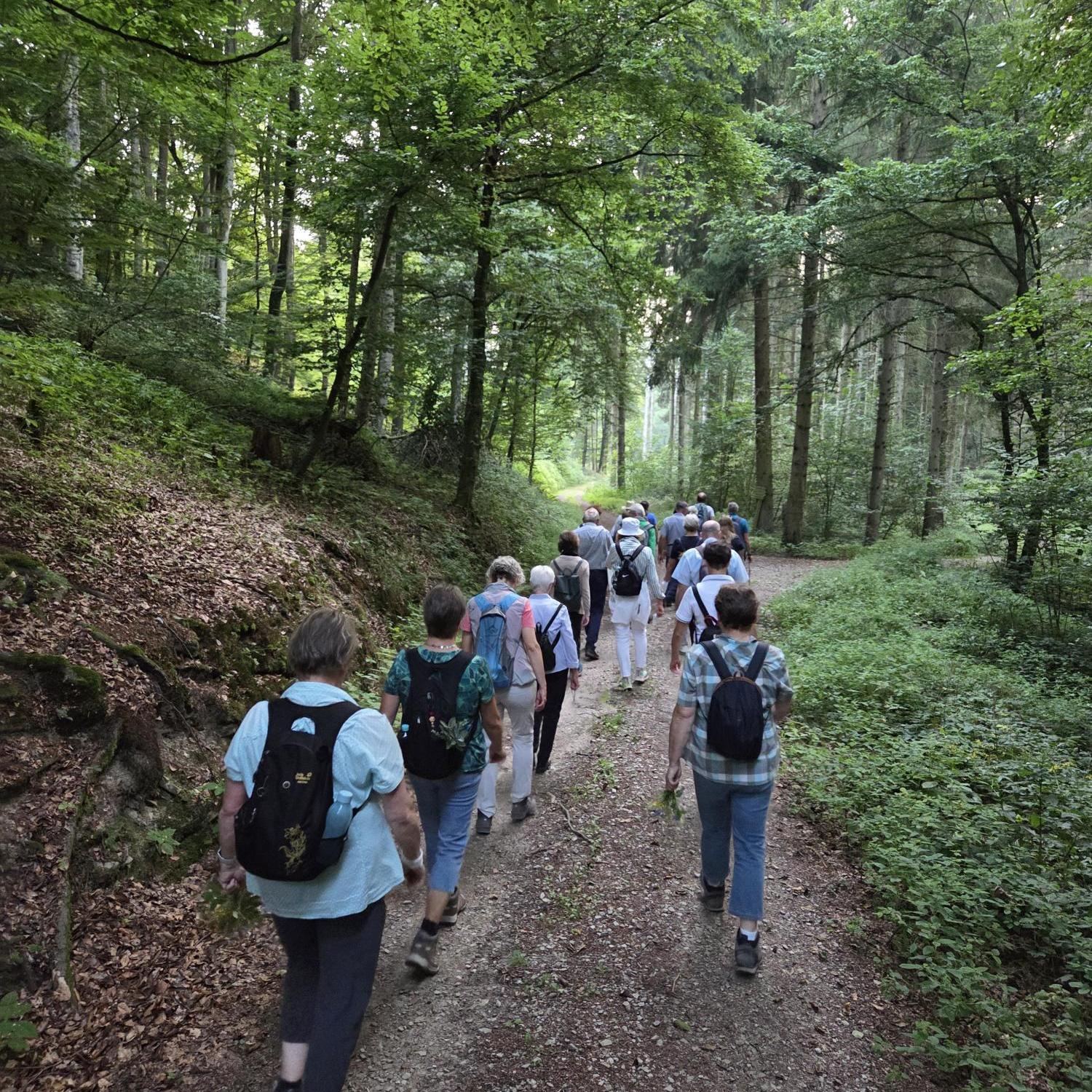 Eine Gruppe von Menschen wandert auf einem Waldweg, umgeben von grünem Laub.