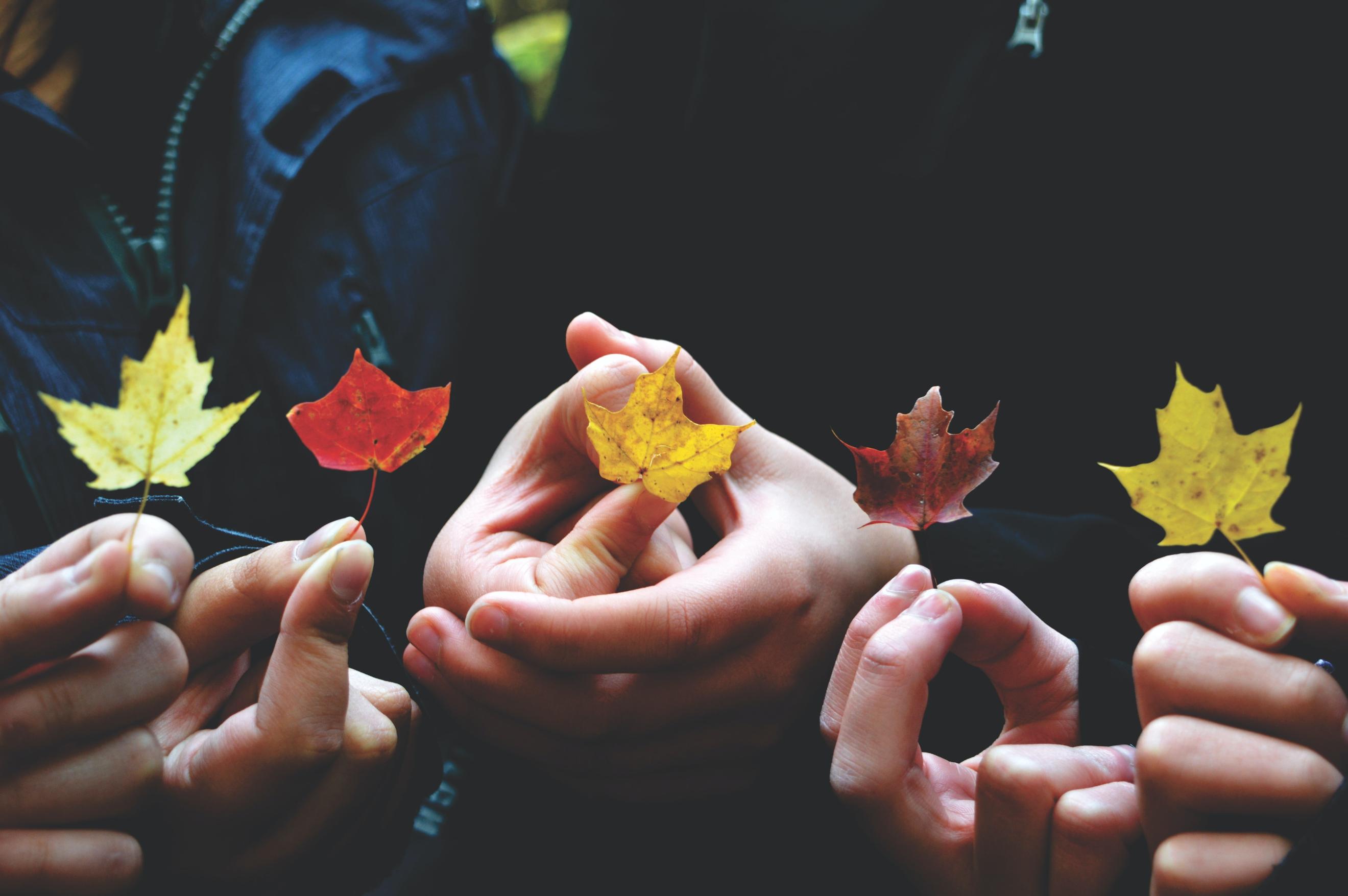 Mehrere Personen haben je ein herbstliches Blatt eines Baumes in der Hand und zeigen es.
