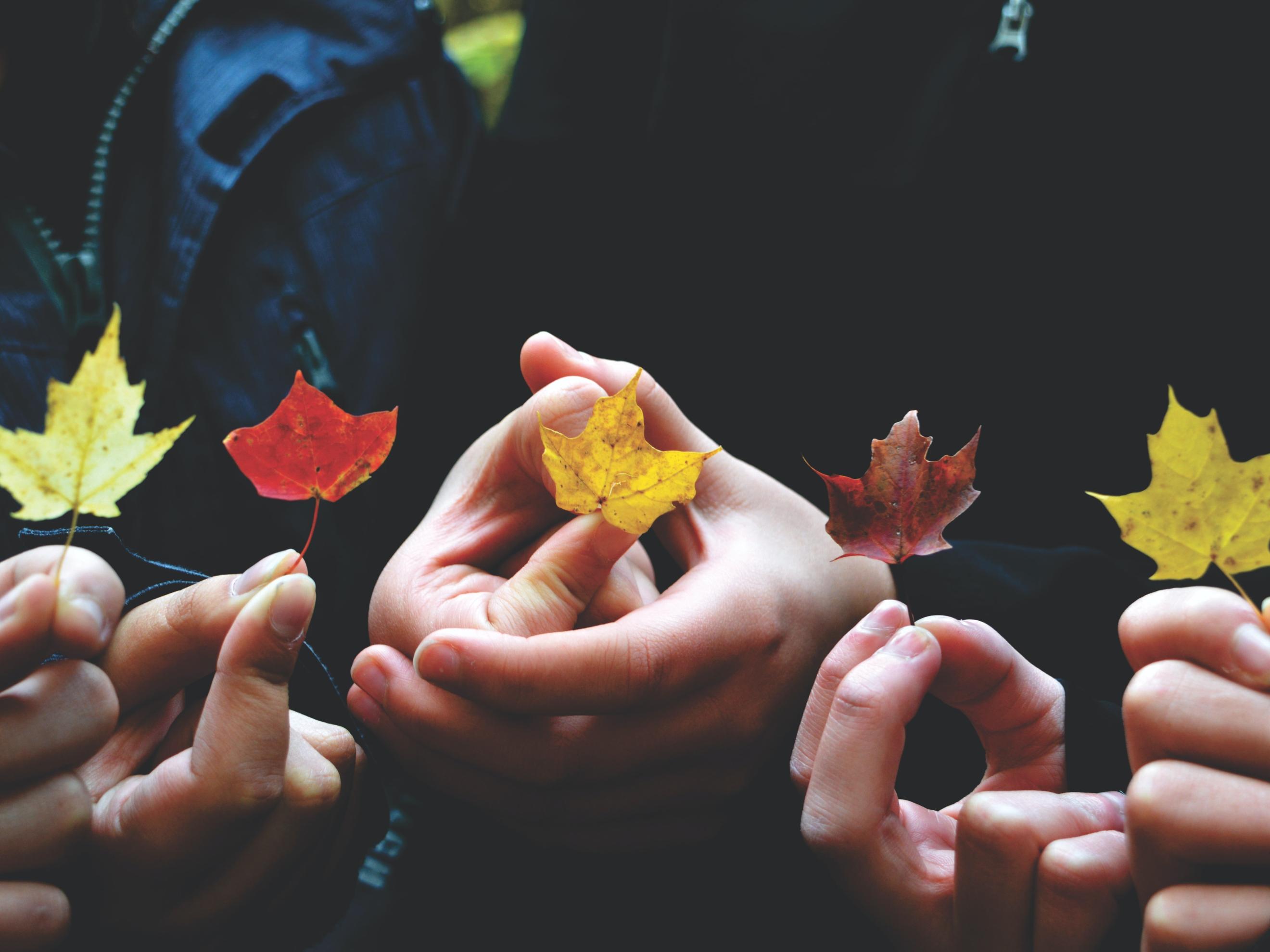 Mehrere Personen haben je ein herbstliches Blatt eines Baumes in der Hand und zeigen es.