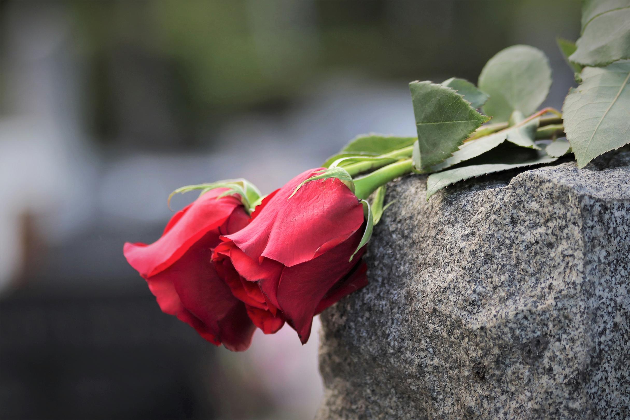 Zwei rote Rosen liegen auf einem Stein.
