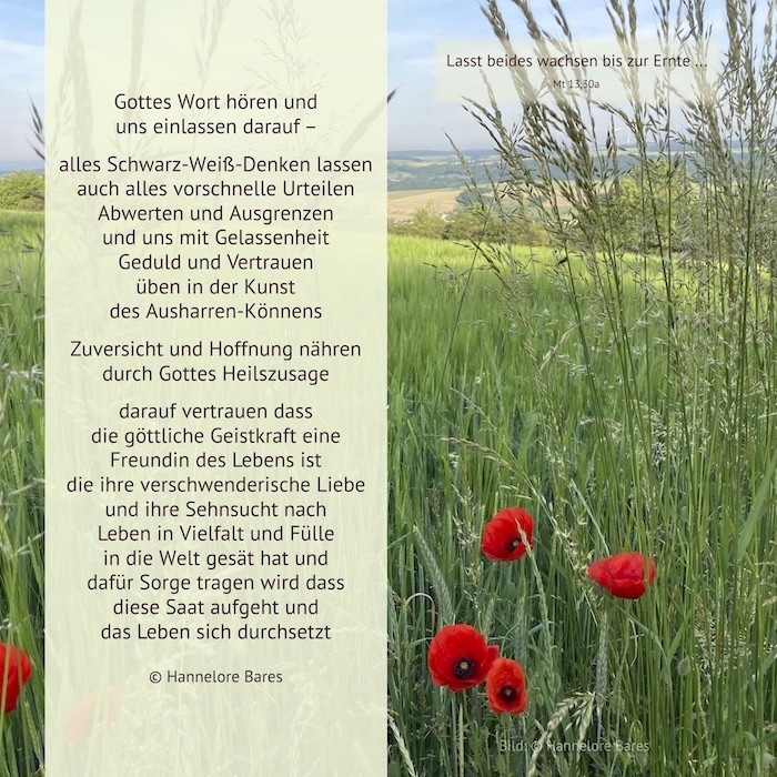 Eine Wiese mit Mohnblumen, daneben steht der Impulstext