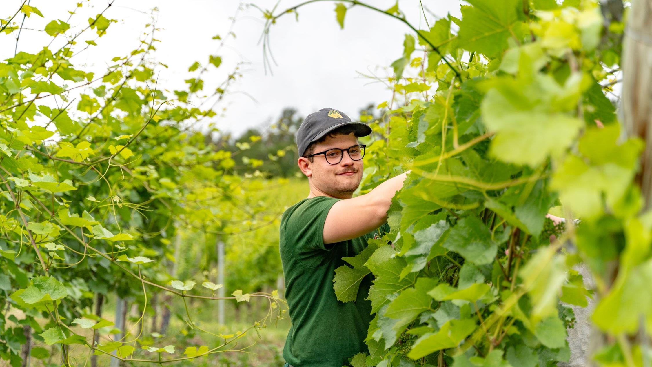 Arbeit im Weinberg_©DRK-Sozialwerk Bernkastel-Wittlich gGmbH (1)