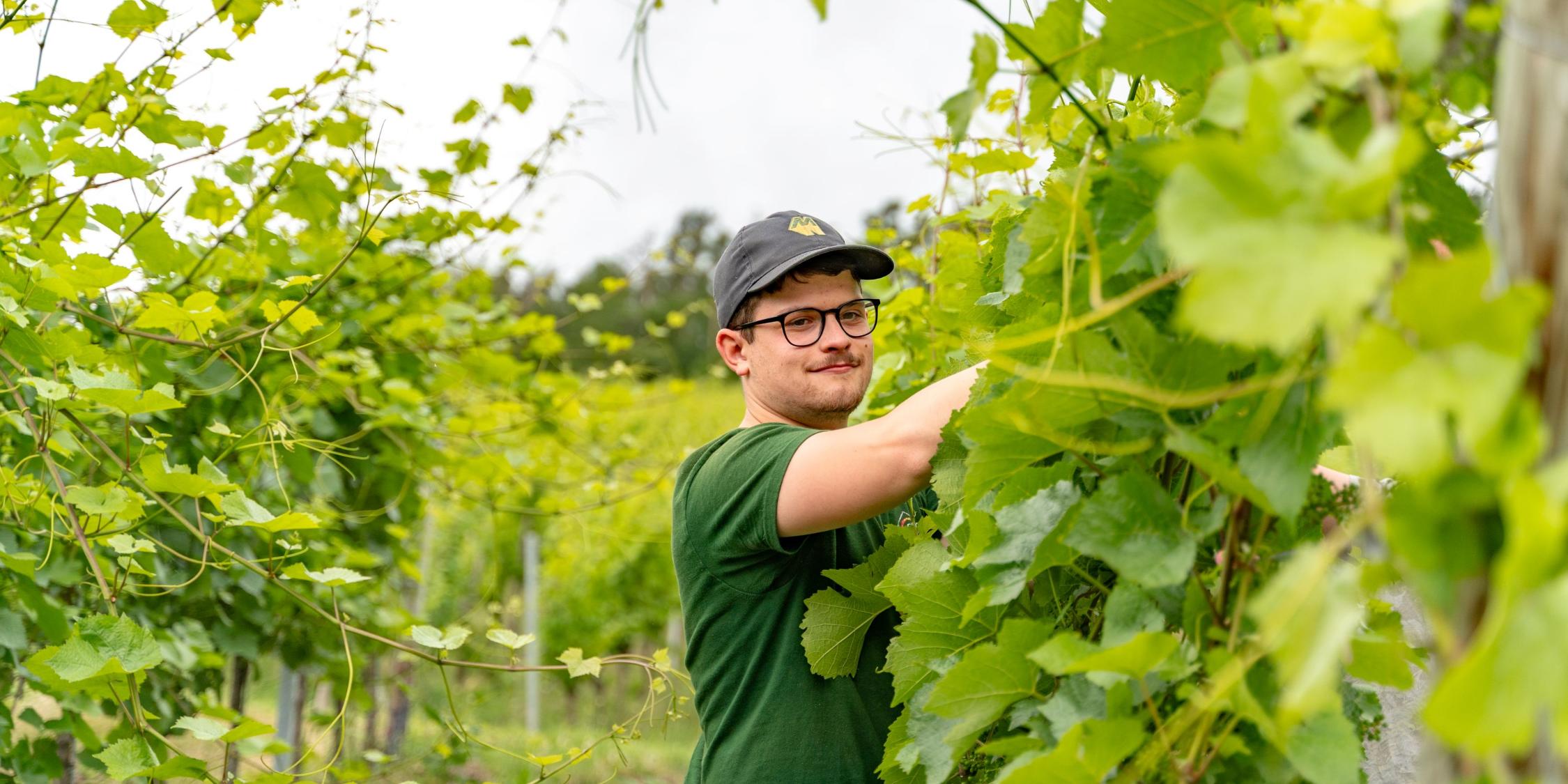 Arbeit im Weinberg_©DRK-Sozialwerk Bernkastel-Wittlich gGmbH (1)