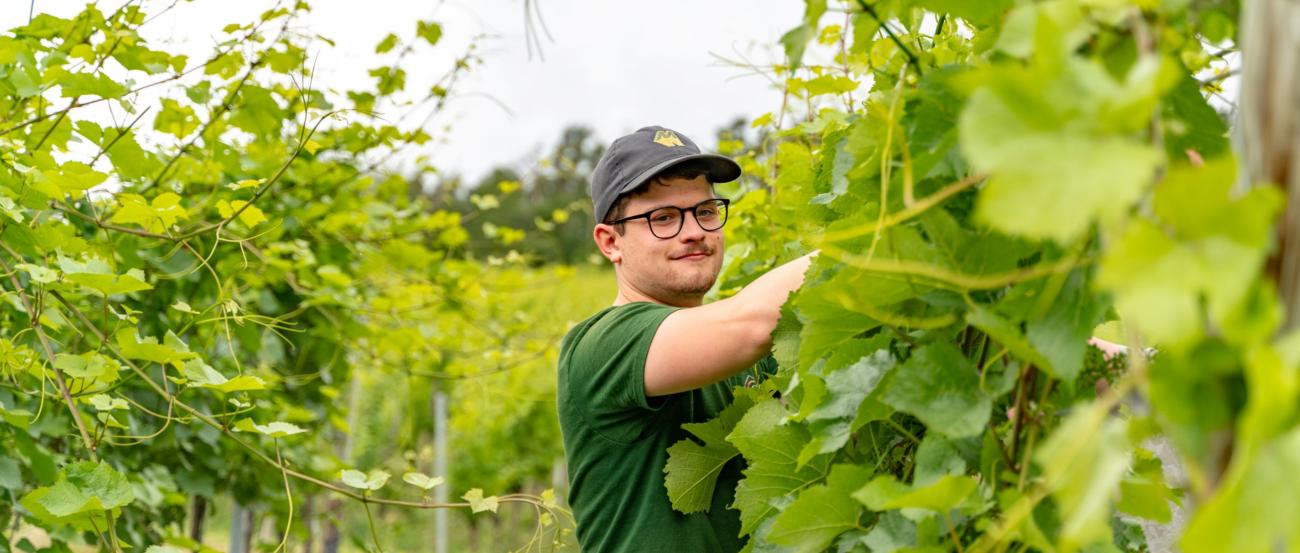 Mitarbeiter des Weingutes schneidet Reben im Weinberg.