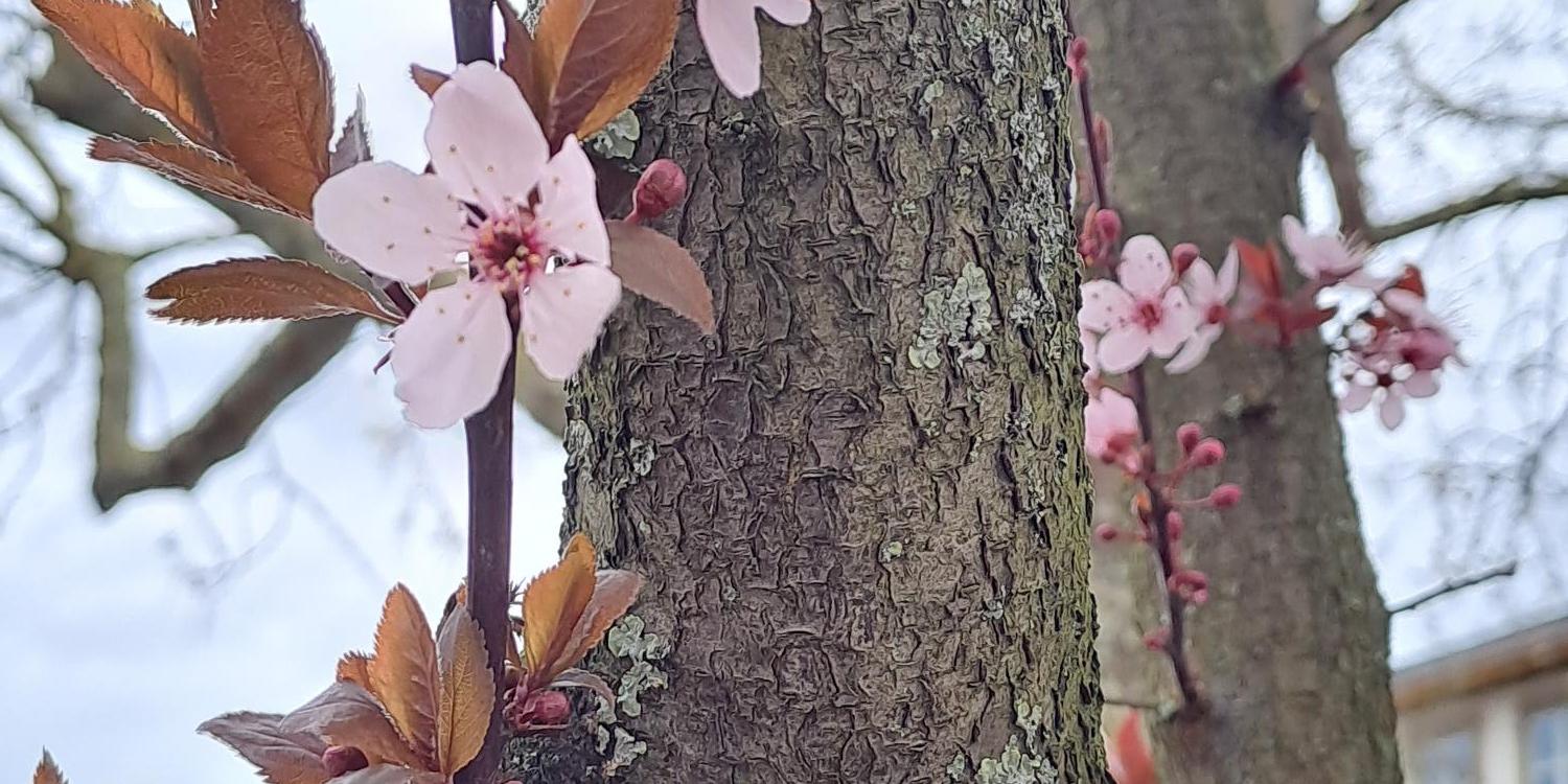Das BIld zeigt einen Teil eines Baumes mit rosa Blüten. Der Stamm bildet den Mittelpunkt des Bildes. Aus den kleinen Ästen wachsen hellrosa Blüten und braune Blätter.