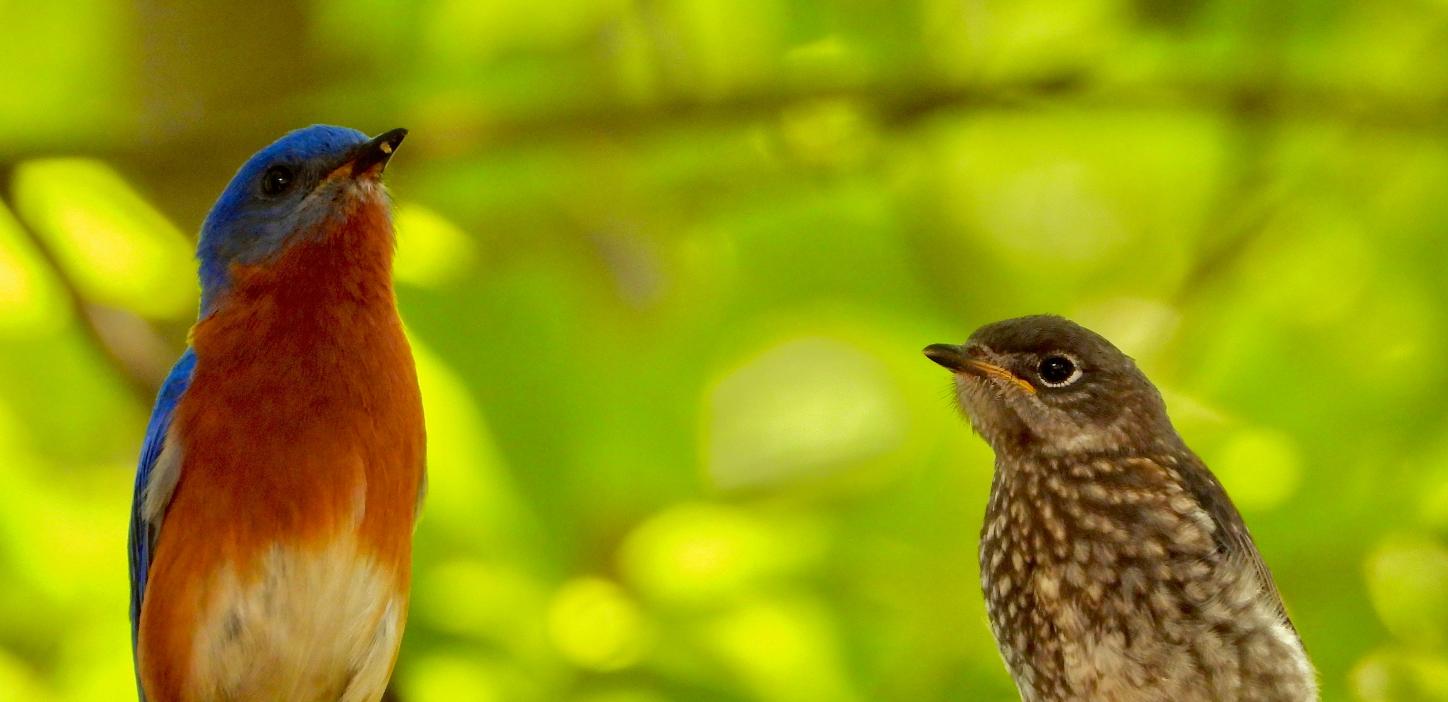 Messiaen und die Wildvögel