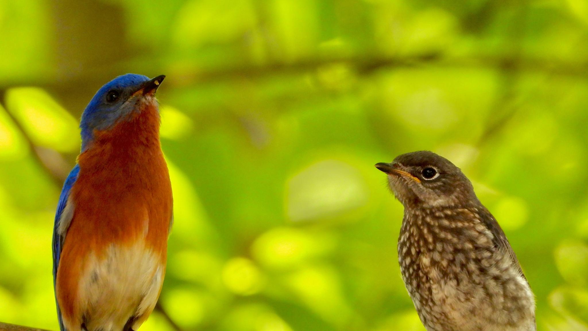 Messiaen und die Wildvögel