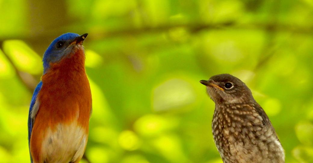 Messiaen und die Wildvögel
