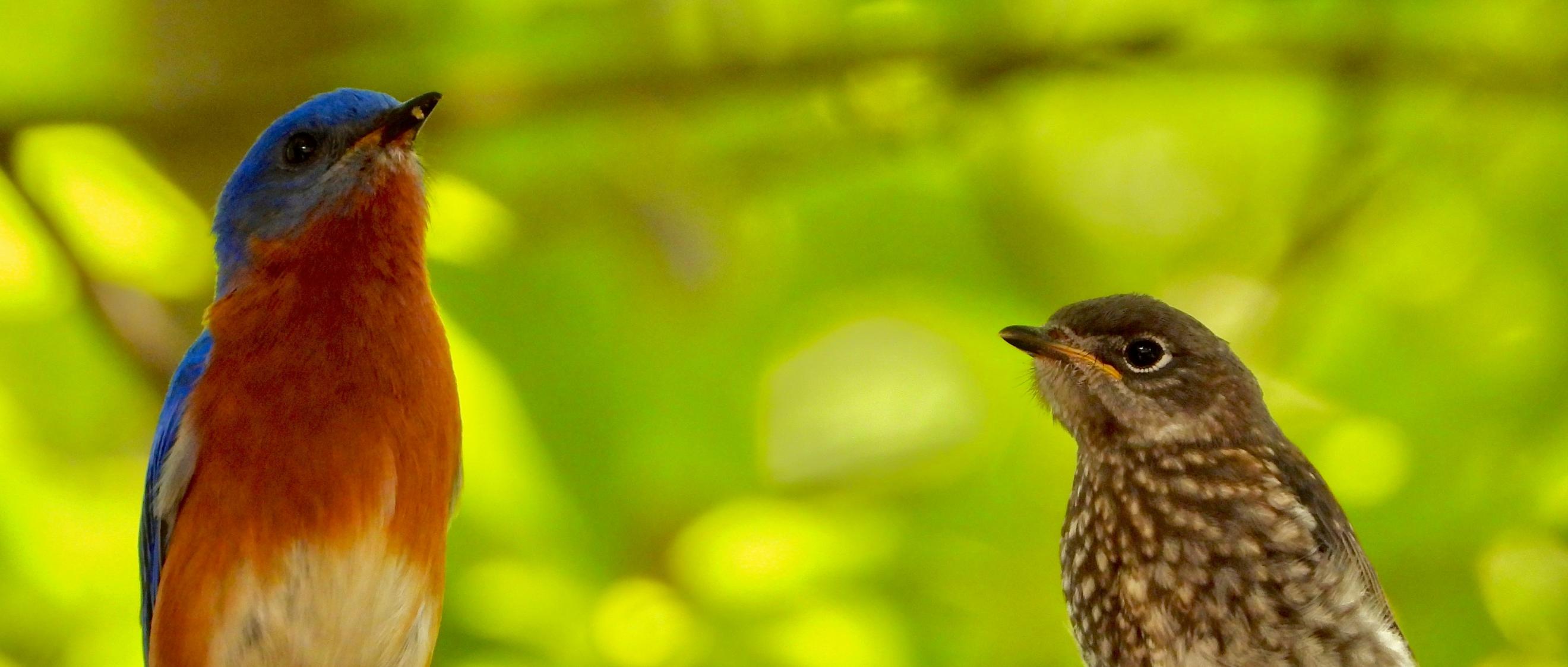 Messiaen und die Wildvögel