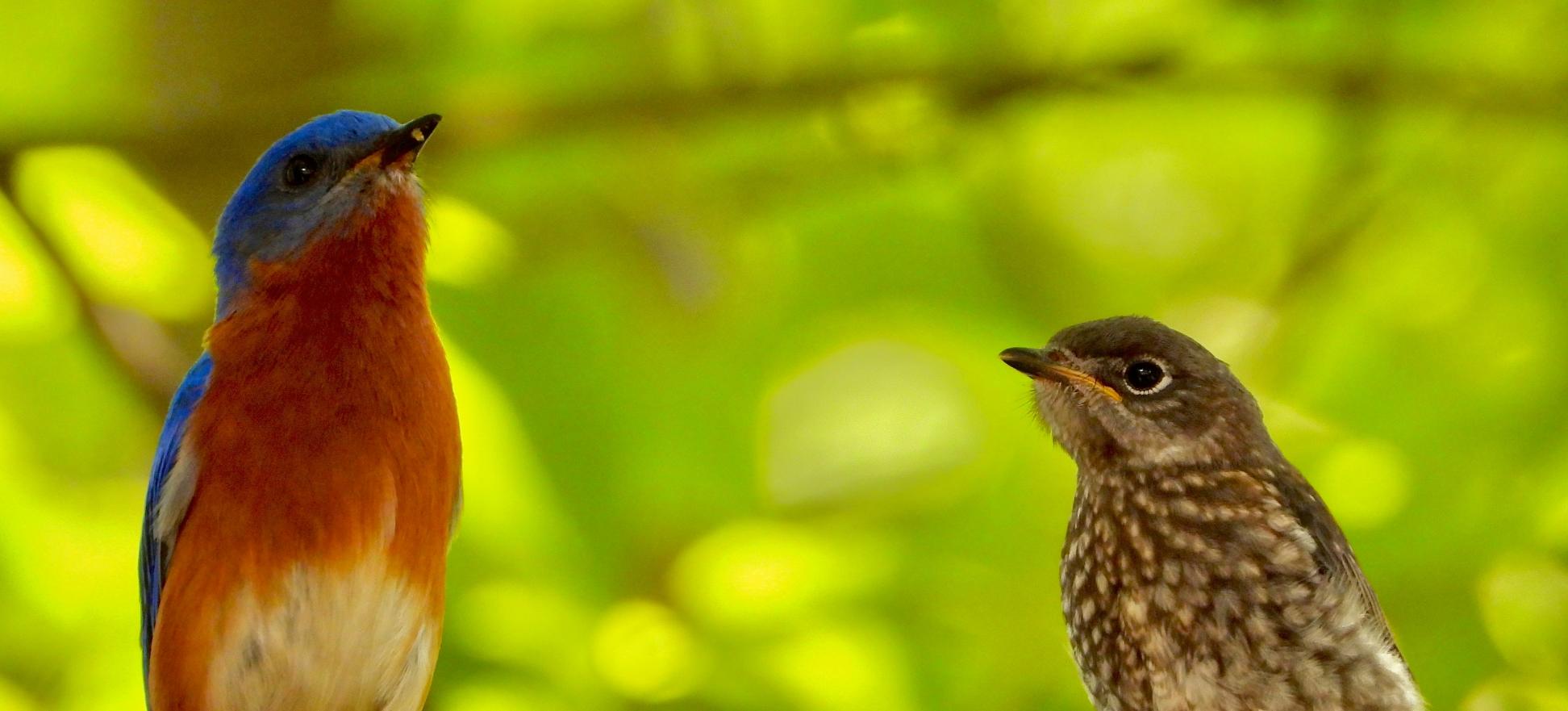 Messiaen und die Wildvögel