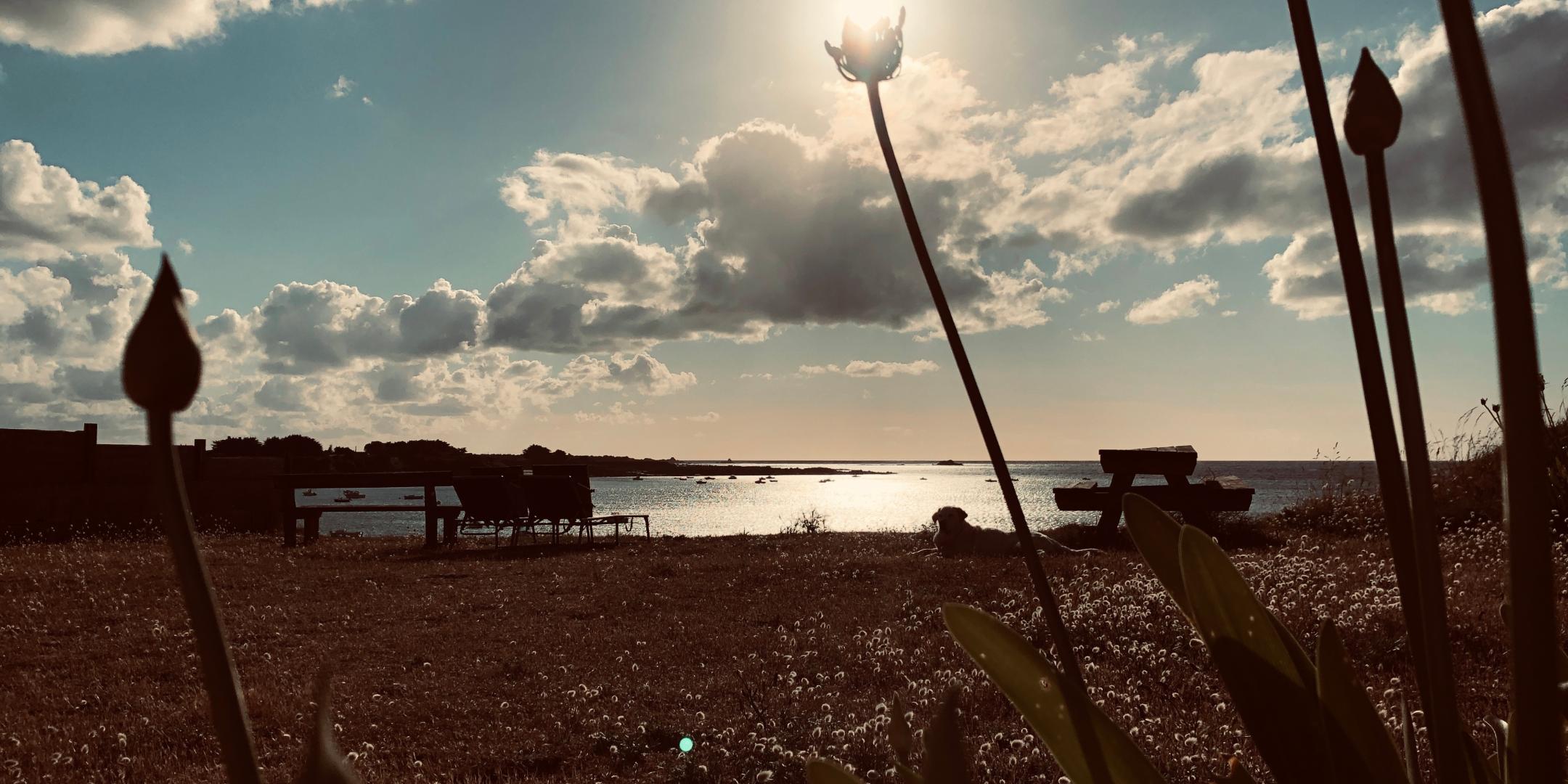 Sonne scheint durch Blumen auf Strand und Meeresküste. Hund liegt im Vordergrund.