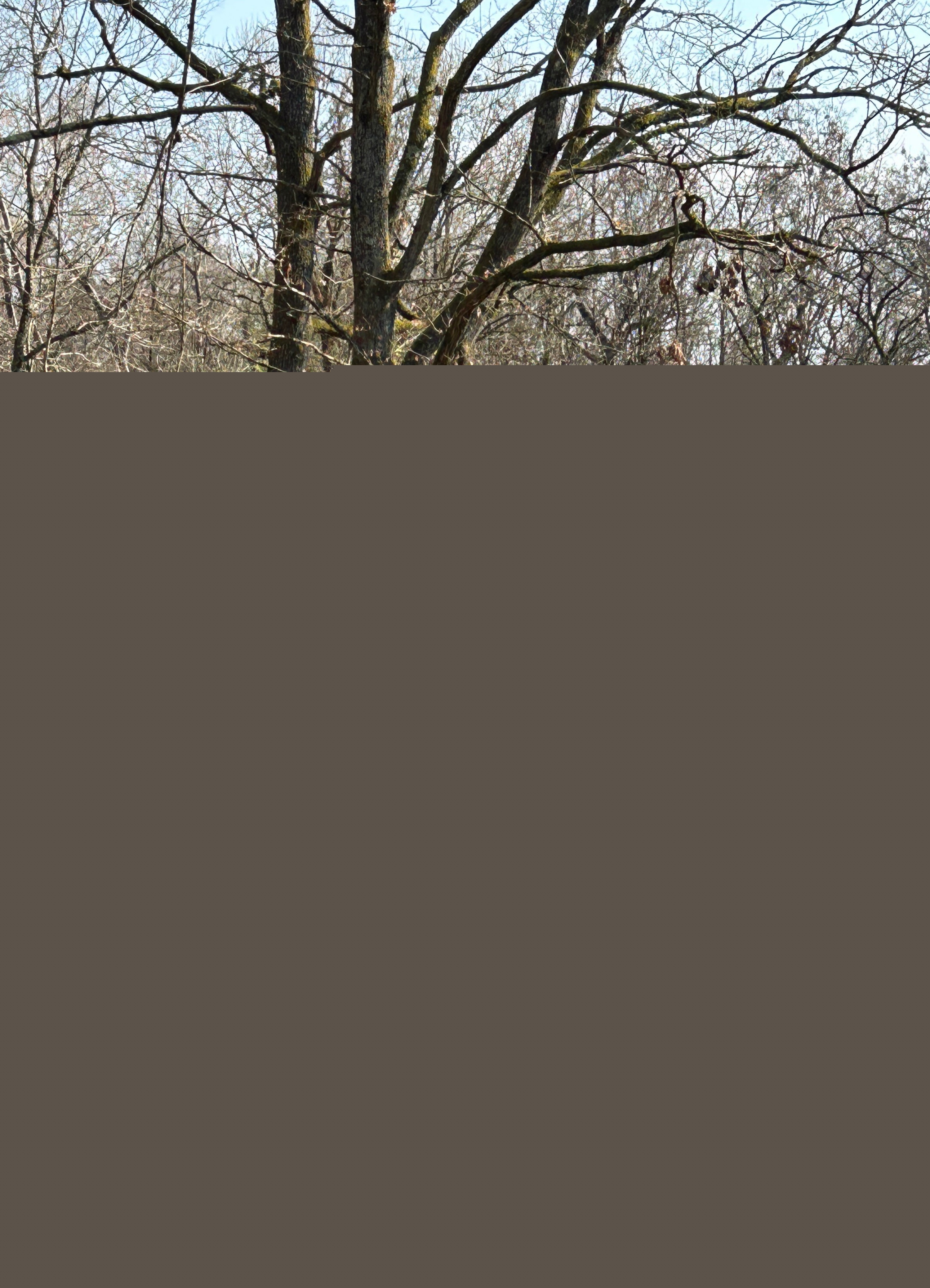 Messdiener Tobias trug das Kreuz während der Prozession hoch zum Litermont.