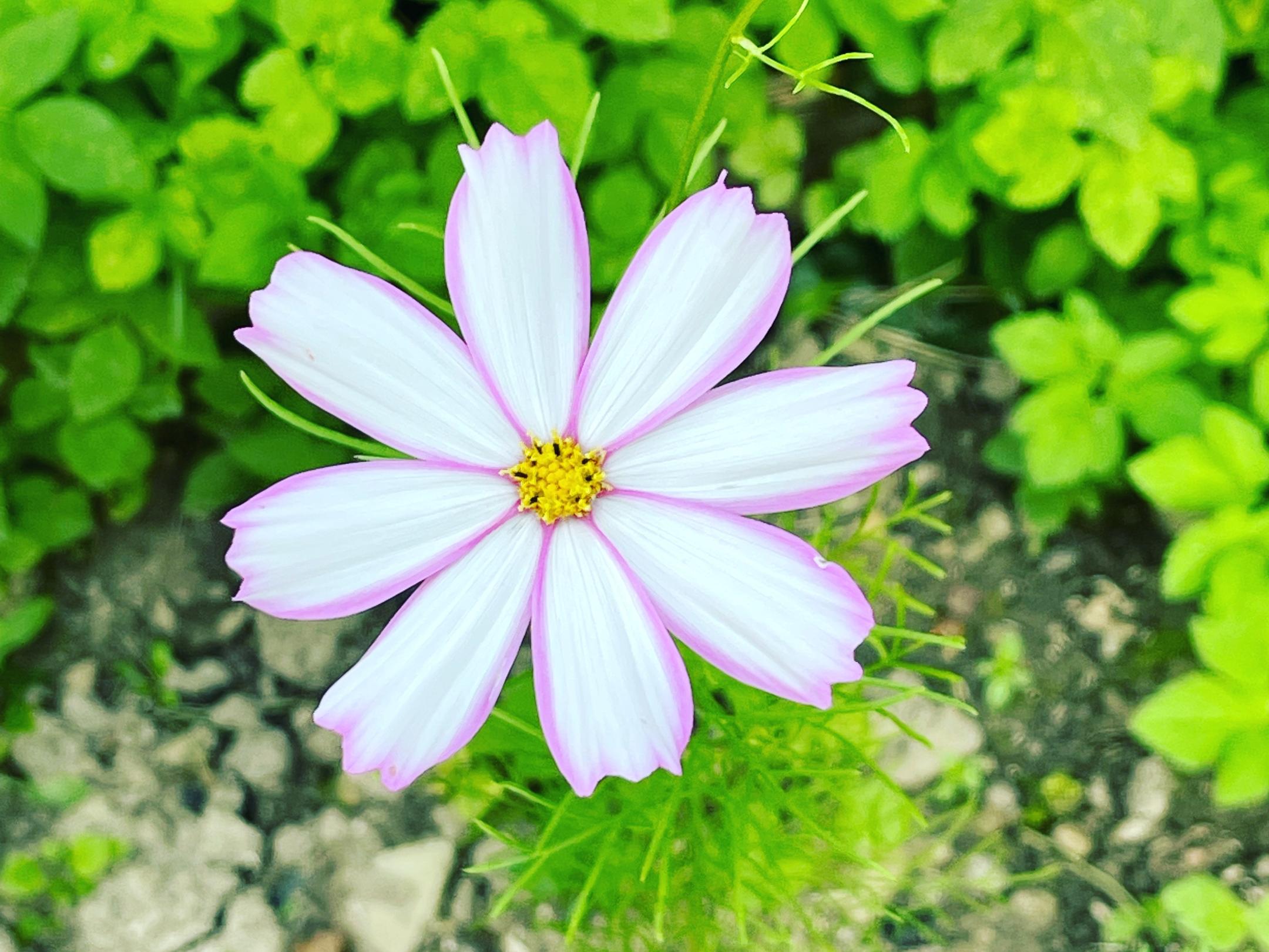 Blume