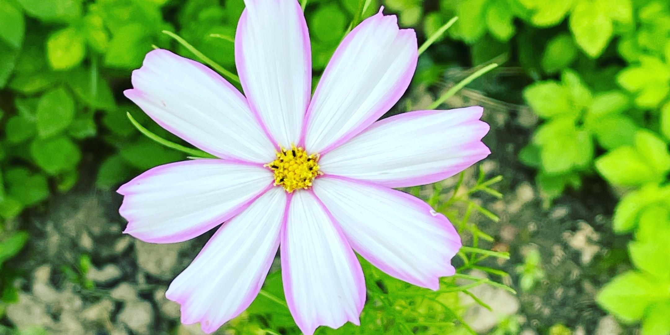 Blume