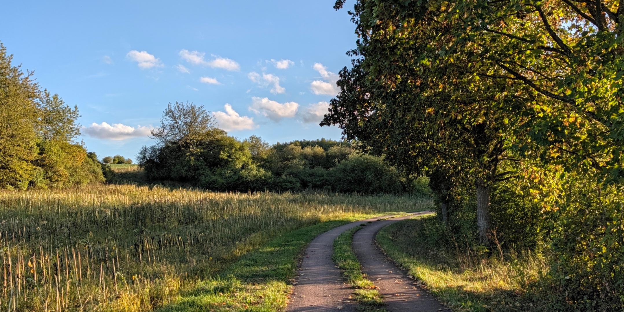Symbolbild Ein langer Weg in der Natur vorbei an Bäumen und Wiesen
