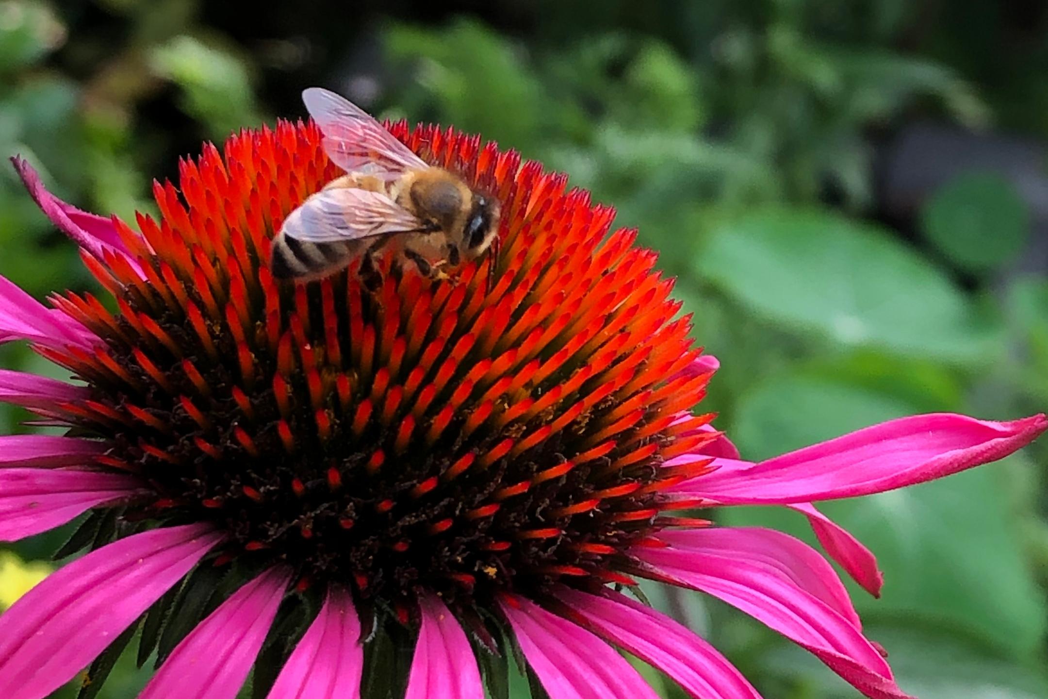 Eine Honigbiene mit durchscheinenden Flügeln sammelt Nektar auf der leuchtend roten Blüte eines Purpur-Sonnenhuts (Echinacea purpurea). Die Blütenblätter sind kräftig pink und leicht nach unten gebogen, während der Hintergrund aus unscharfem grünem Laub besteht. Die Nahaufnahme zeigt die feinen Details der Biene und der Blüte. (Alt-Text erstellt mit Unterstützung von ChatGPT)