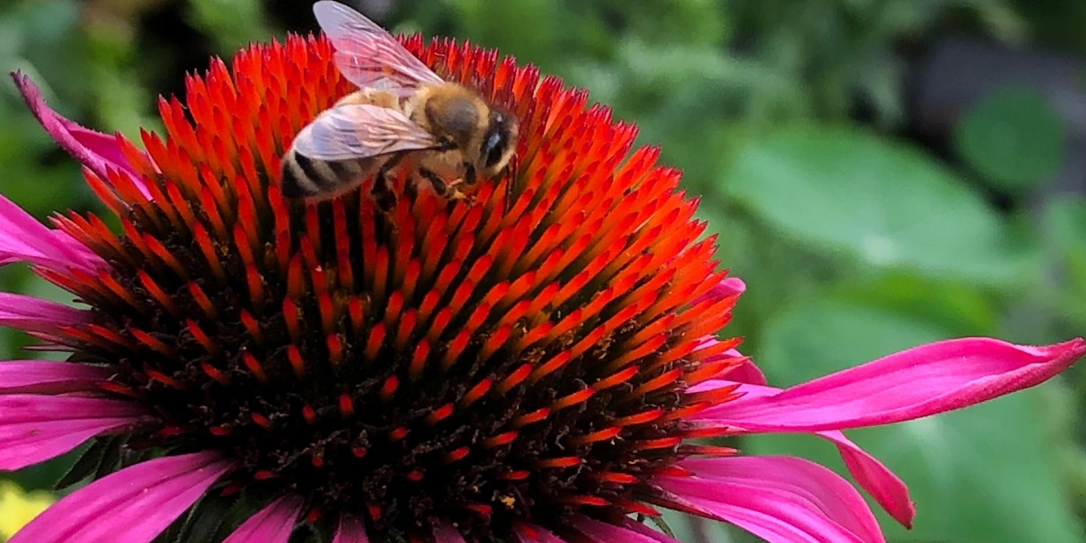 Eine Honigbiene mit durchscheinenden Flügeln sammelt Nektar auf der leuchtend roten Blüte eines Purpur-Sonnenhuts (Echinacea purpurea). Die Blütenblätter sind kräftig pink und leicht nach unten gebogen, während der Hintergrund aus unscharfem grünem Laub besteht. Die Nahaufnahme zeigt die feinen Details der Biene und der Blüte. (Alt-Text erstellt mit Unterstützung von ChatGPT)