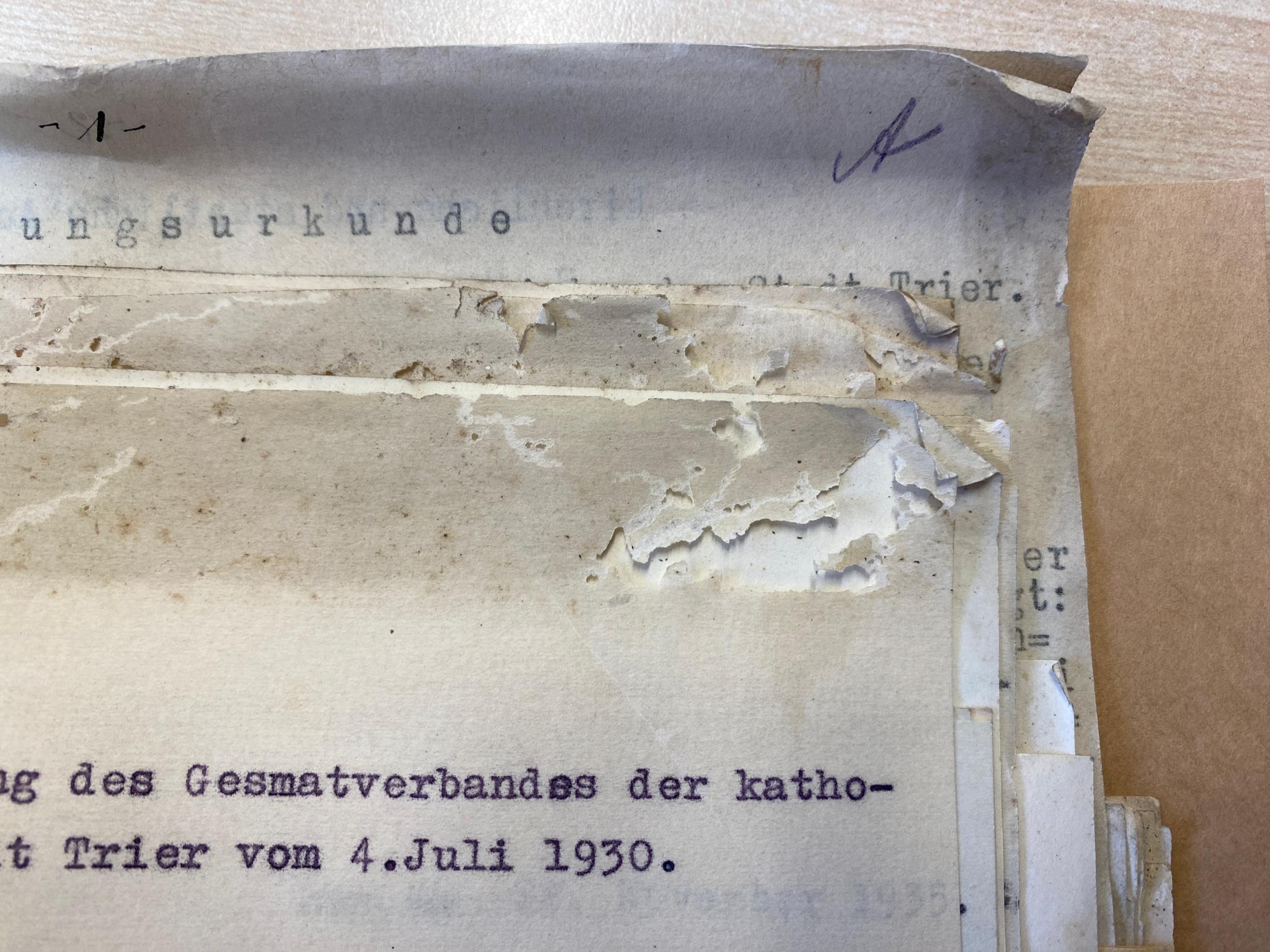 Der Insektenfrass ist deutlich erkennbar