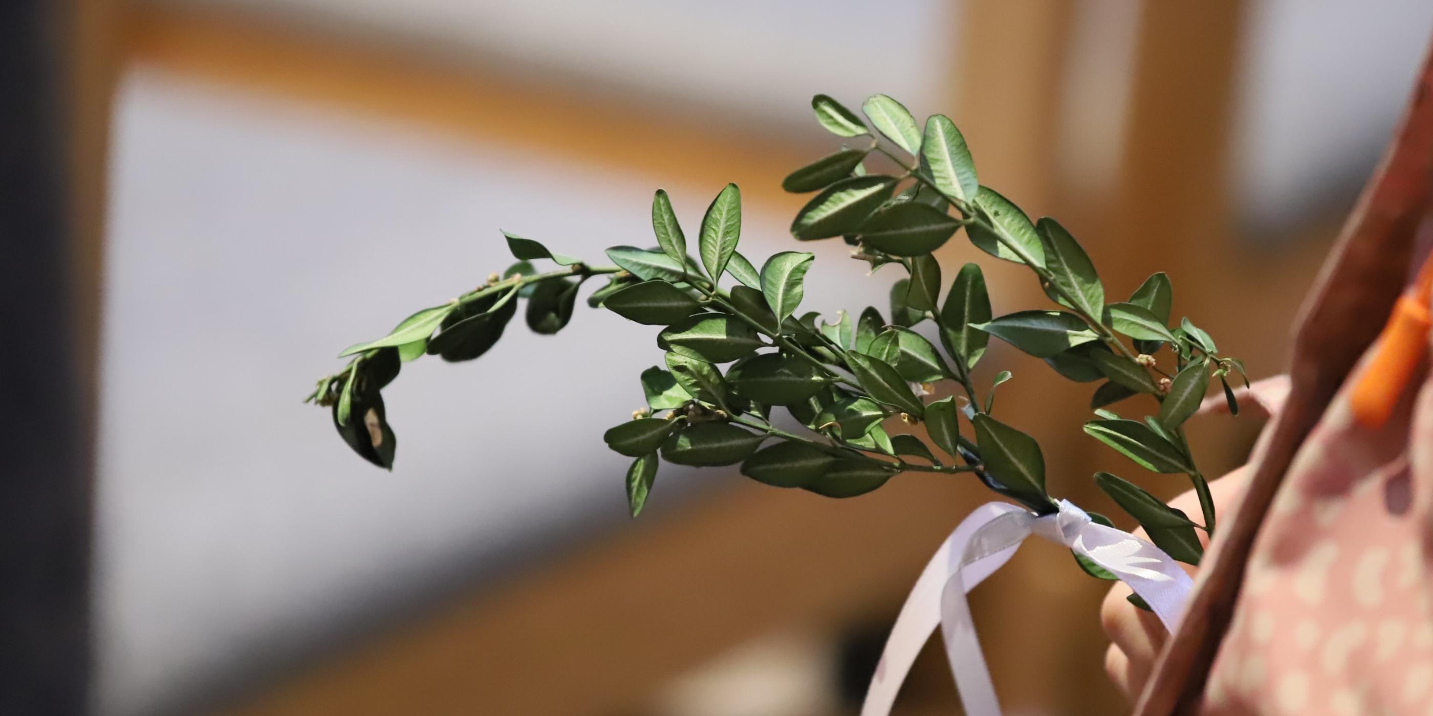 Auf dem Foto zu sehen sind Palmzweige