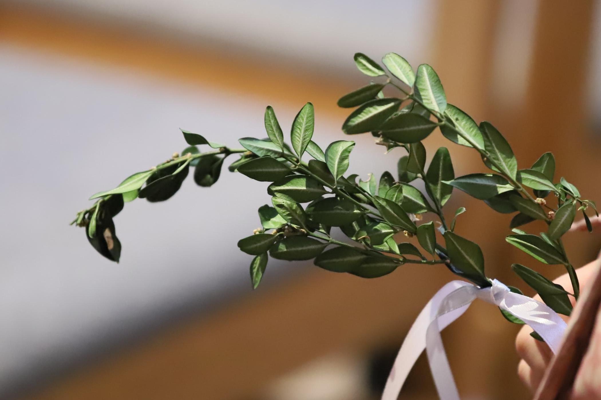 Auf dem Foto zu sehen sind Palmzweige