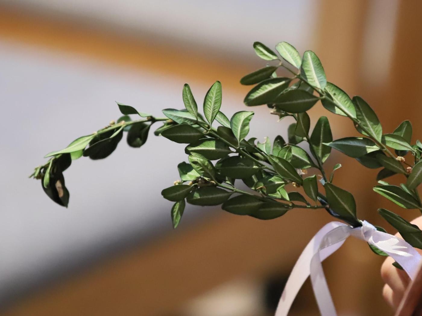 Auf dem Foto zu sehen sind Palmzweige