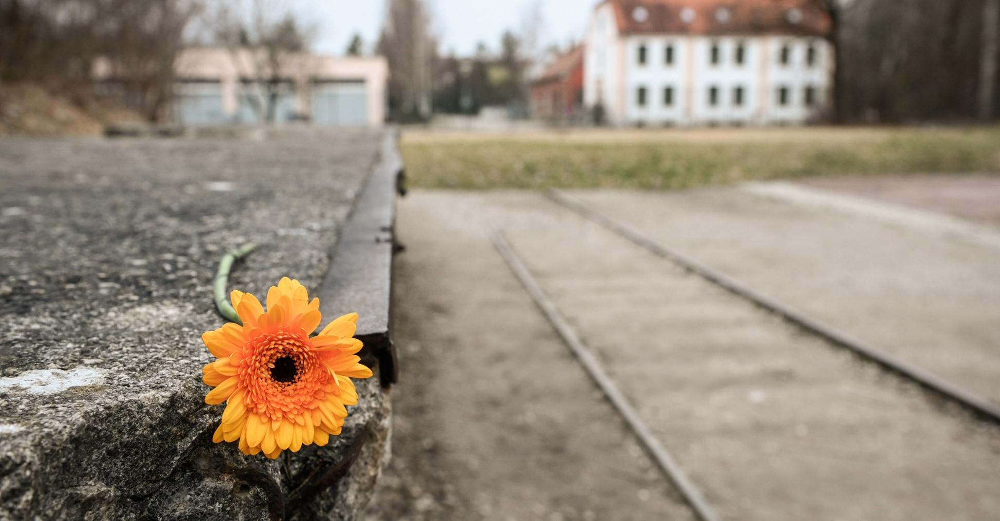 Eine Blume liegt auf dem Relikt eines Gleisstückes der ehemaligen Königlichen Pulver- und Munitionsfabrik, am 1. März 2024 vor dem Eingang der KZ-Gedenkstätte Dachau.