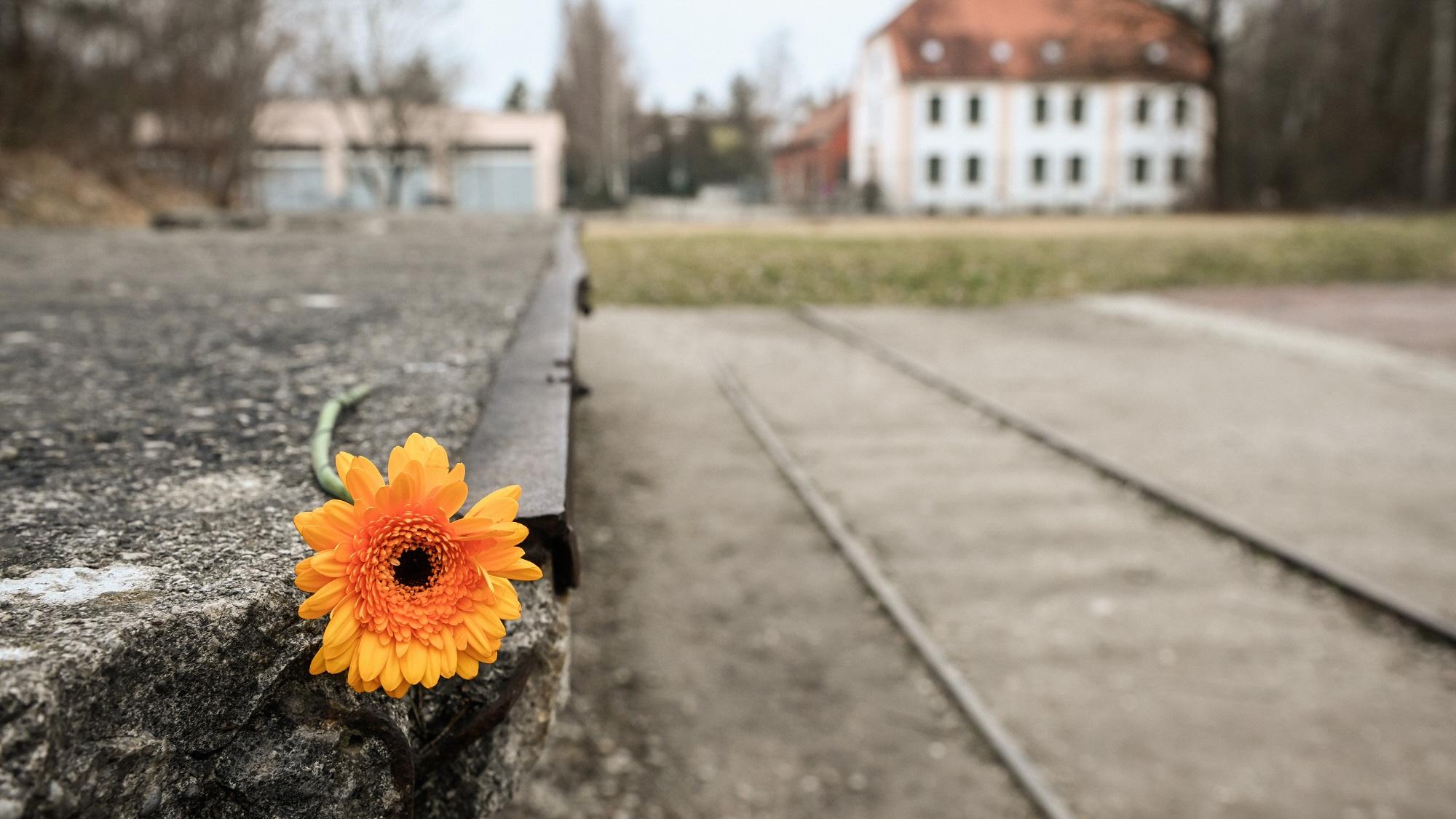 Eine Blume liegt auf dem Relikt eines Gleisstückes der ehemaligen Königlichen Pulver- und Munitionsfabrik, am 1. März 2024 vor dem Eingang der KZ-Gedenkstätte Dachau.
