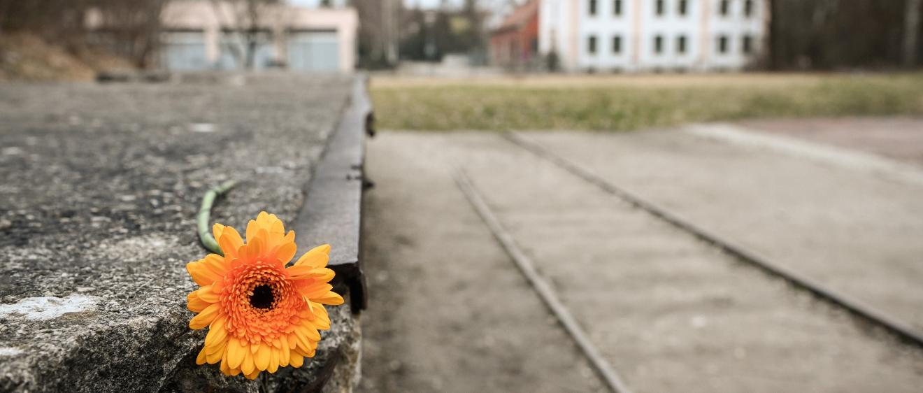 Eine Blume liegt auf dem Relikt eines Gleisstückes der ehemaligen Königlichen Pulver- und Munitionsfabrik, am 1. März 2024 vor dem Eingang der KZ-Gedenkstätte Dachau.