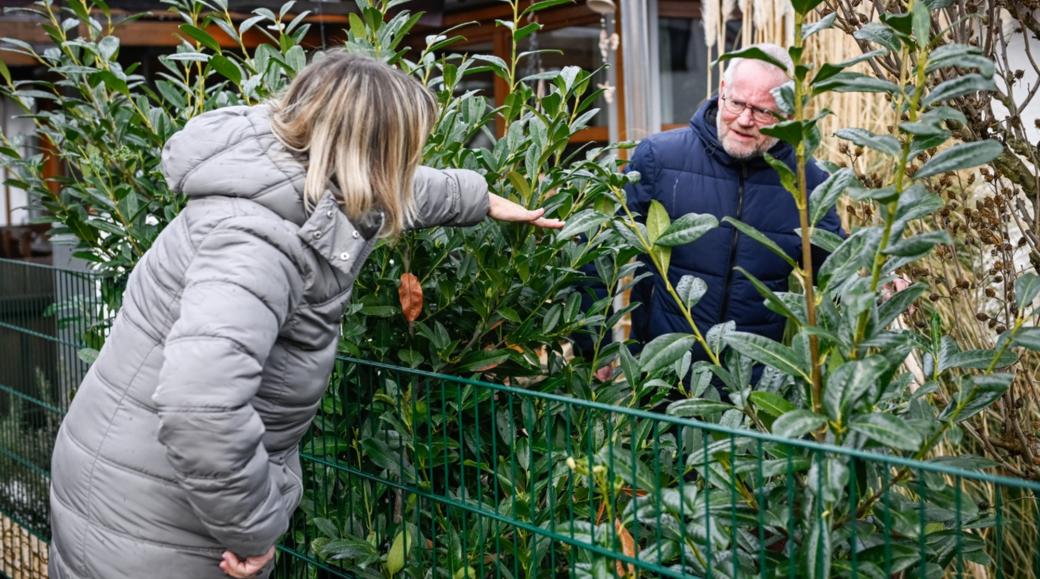 Nachbarn diskutieren am gartenzaun über die Höhe von Sträuchern