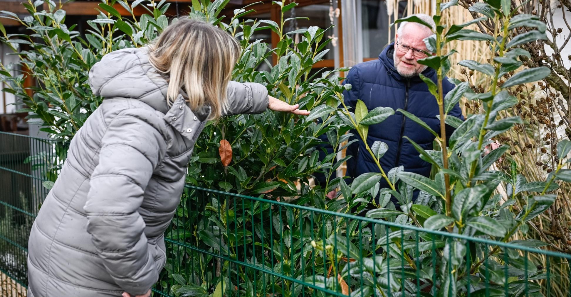 Nachbarn diskutieren am gartenzaun über die Höhe von Sträuchern