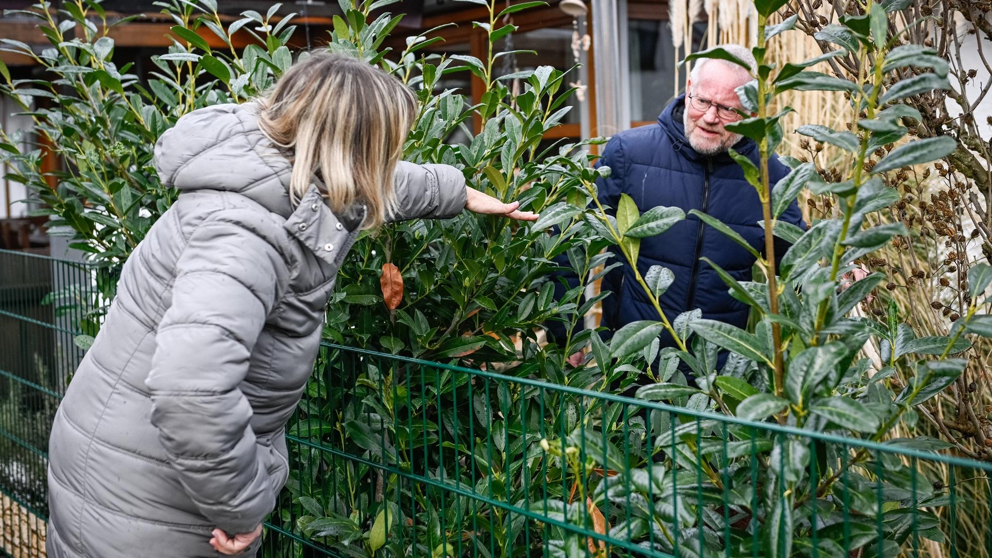 Nachbarn diskutieren am gartenzaun über die Höhe von Sträuchern