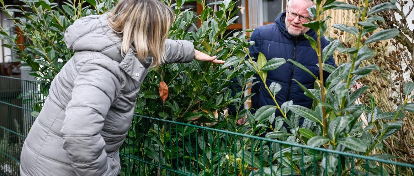 Nachbarn diskutieren am gartenzaun über die Höhe von Sträuchern