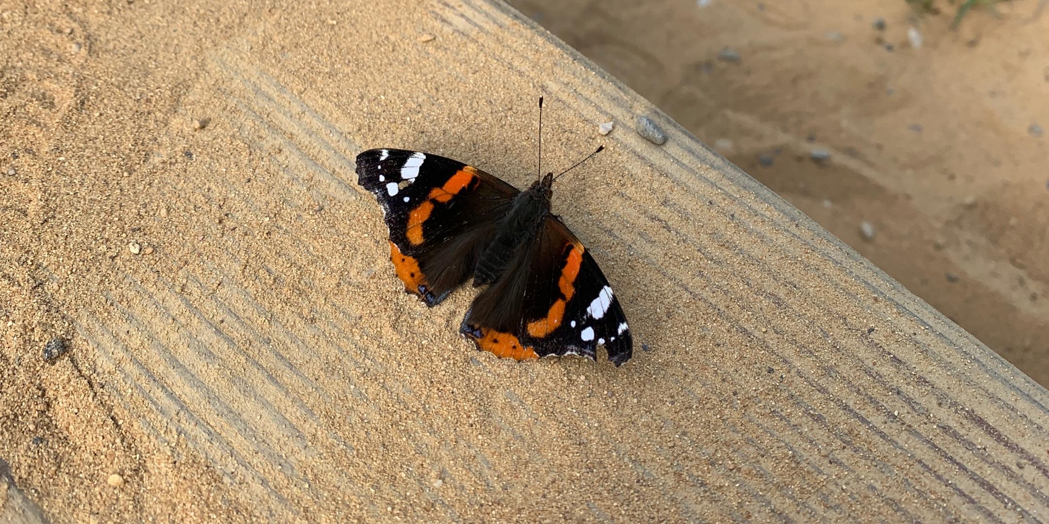 Schmetterling