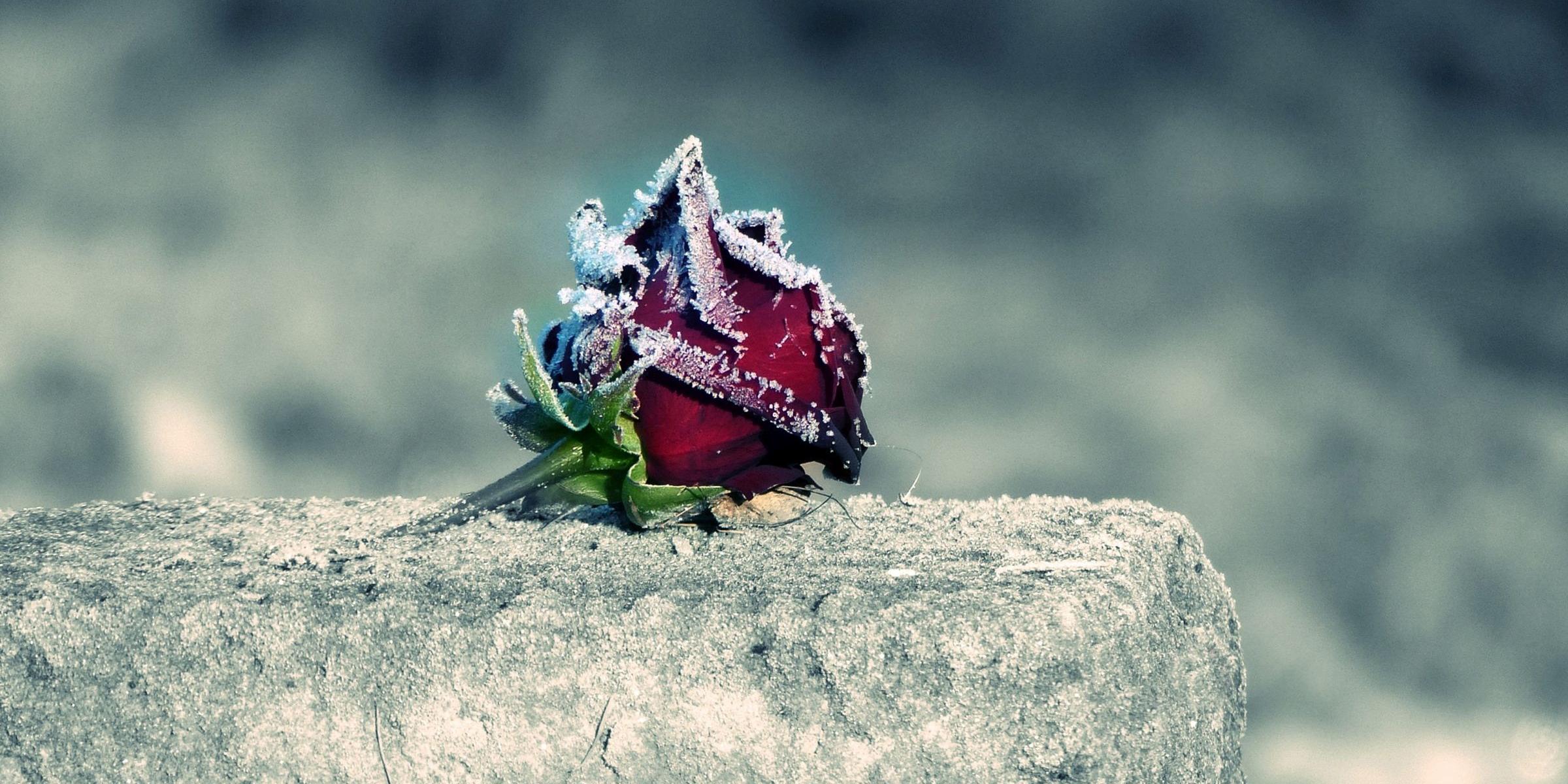Eine Rose auf einem Stein.