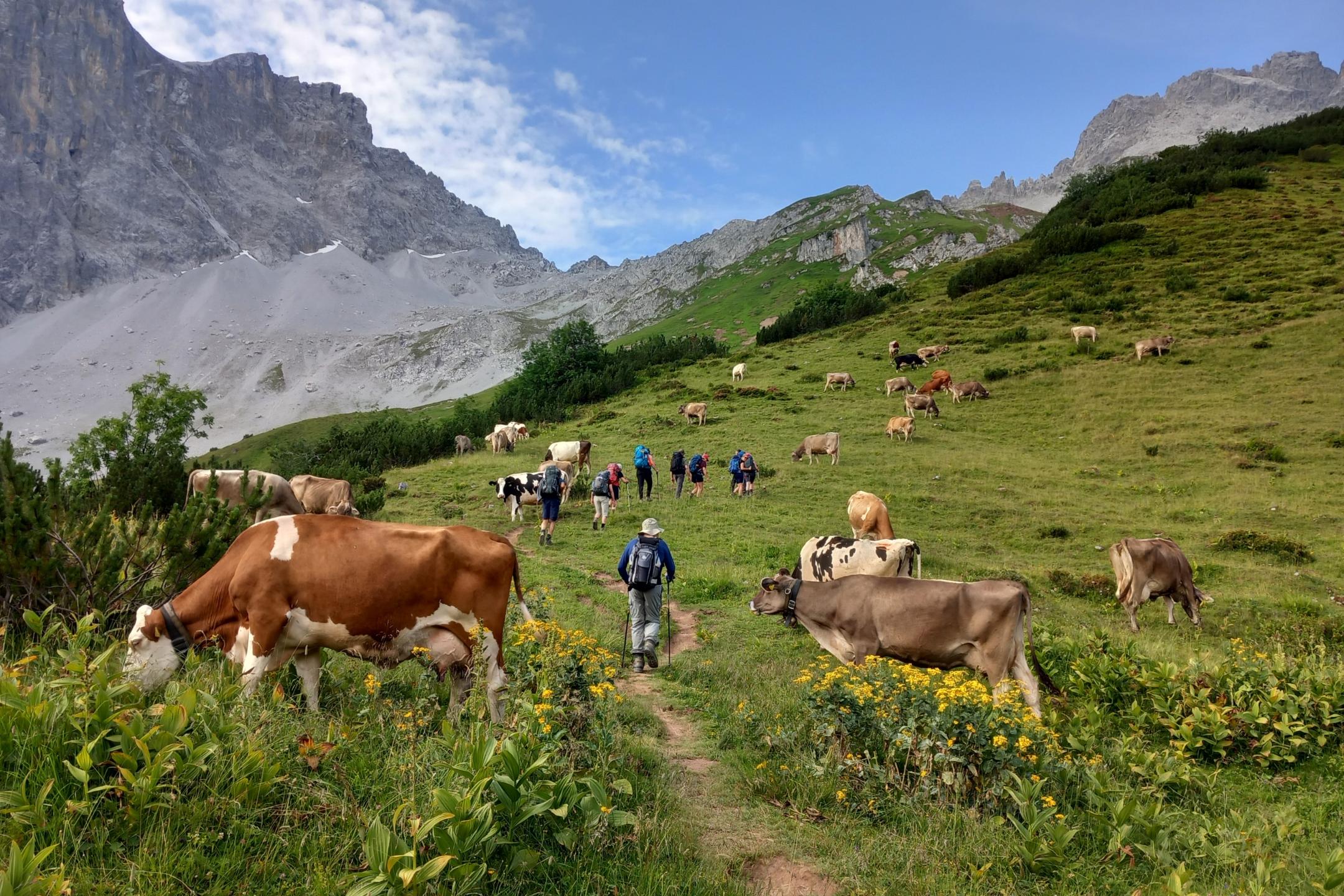 Die Wanderer wandern über eine Kuhweide. Bergpanorama im Hintergrund